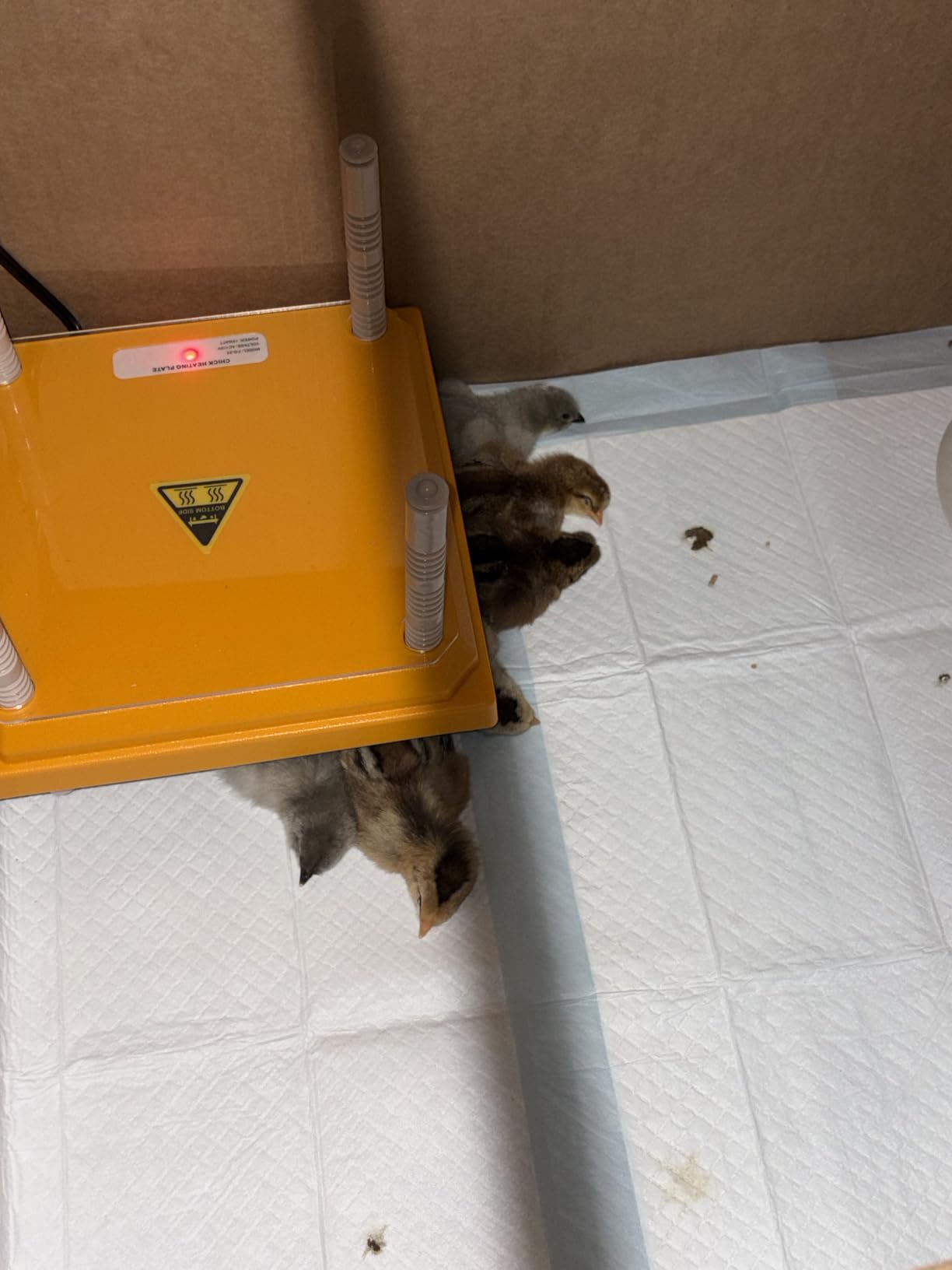 NUGRIART Brooder Heater for Chicks, 10