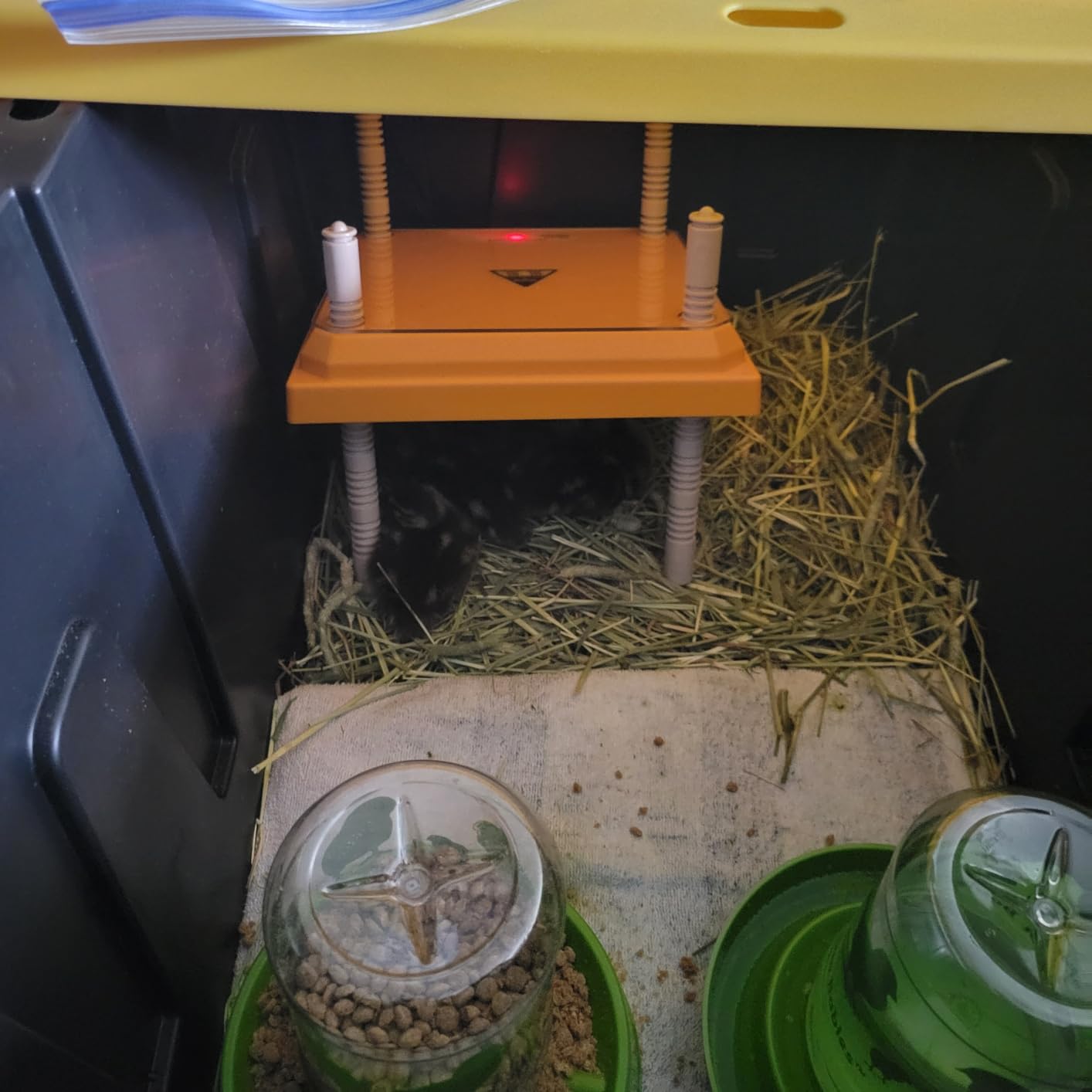 NUGRIART Brooder Heater for Chicks, 10
