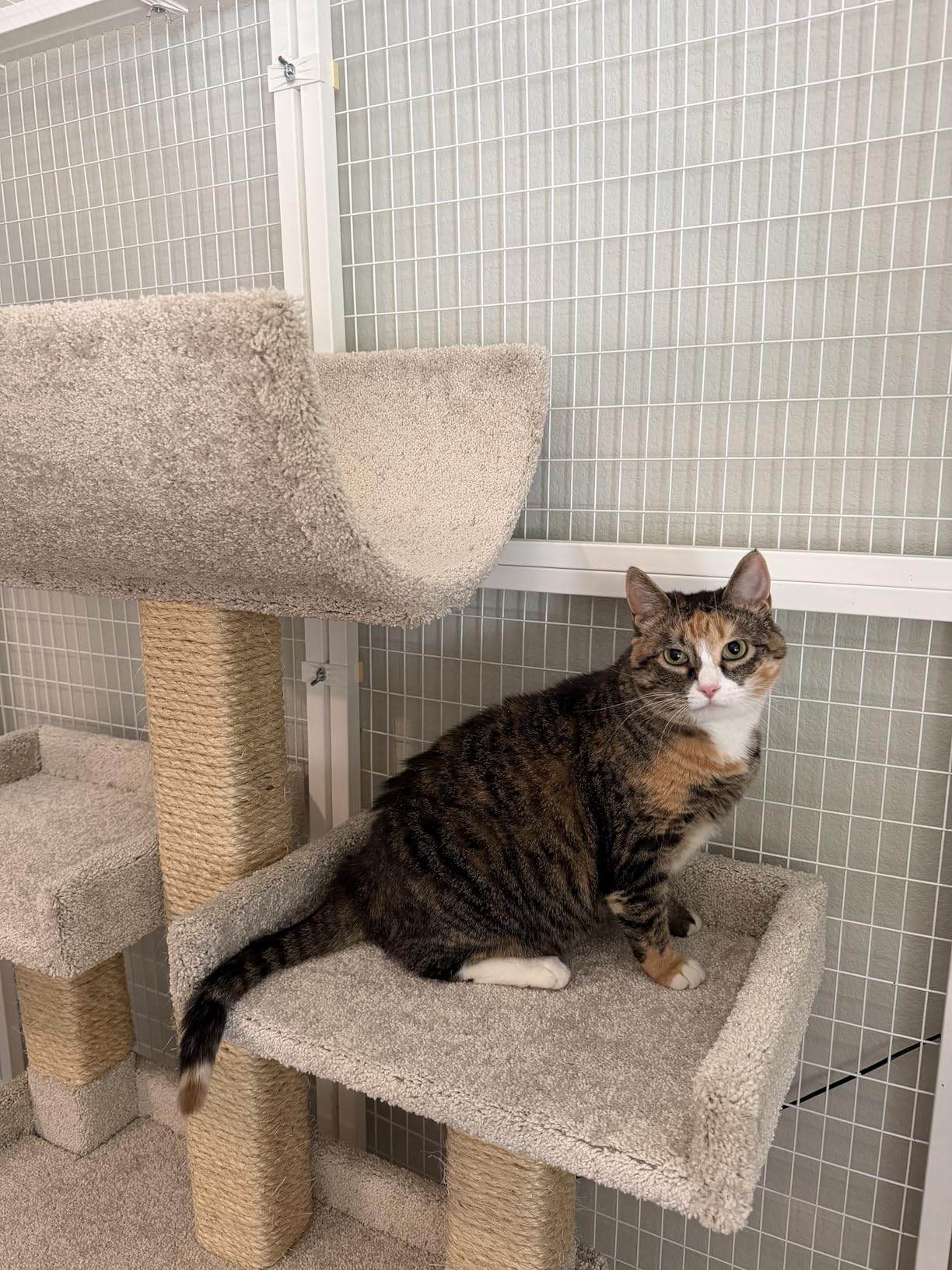 Prestige Cat Trees Extra Large Cat Tree Tower for Big Cats customer photo 2