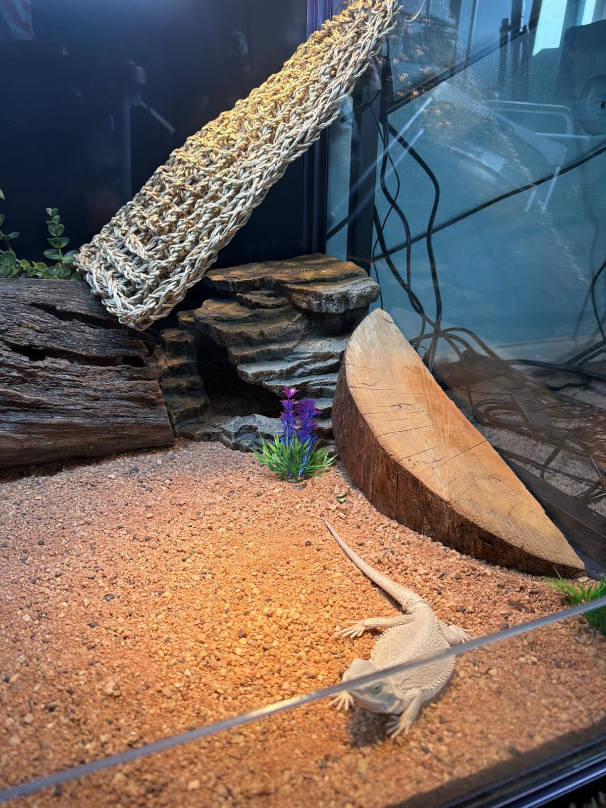 Extra Large Resin Reptile Hideouts Cave Habitat Decor customer photo 2