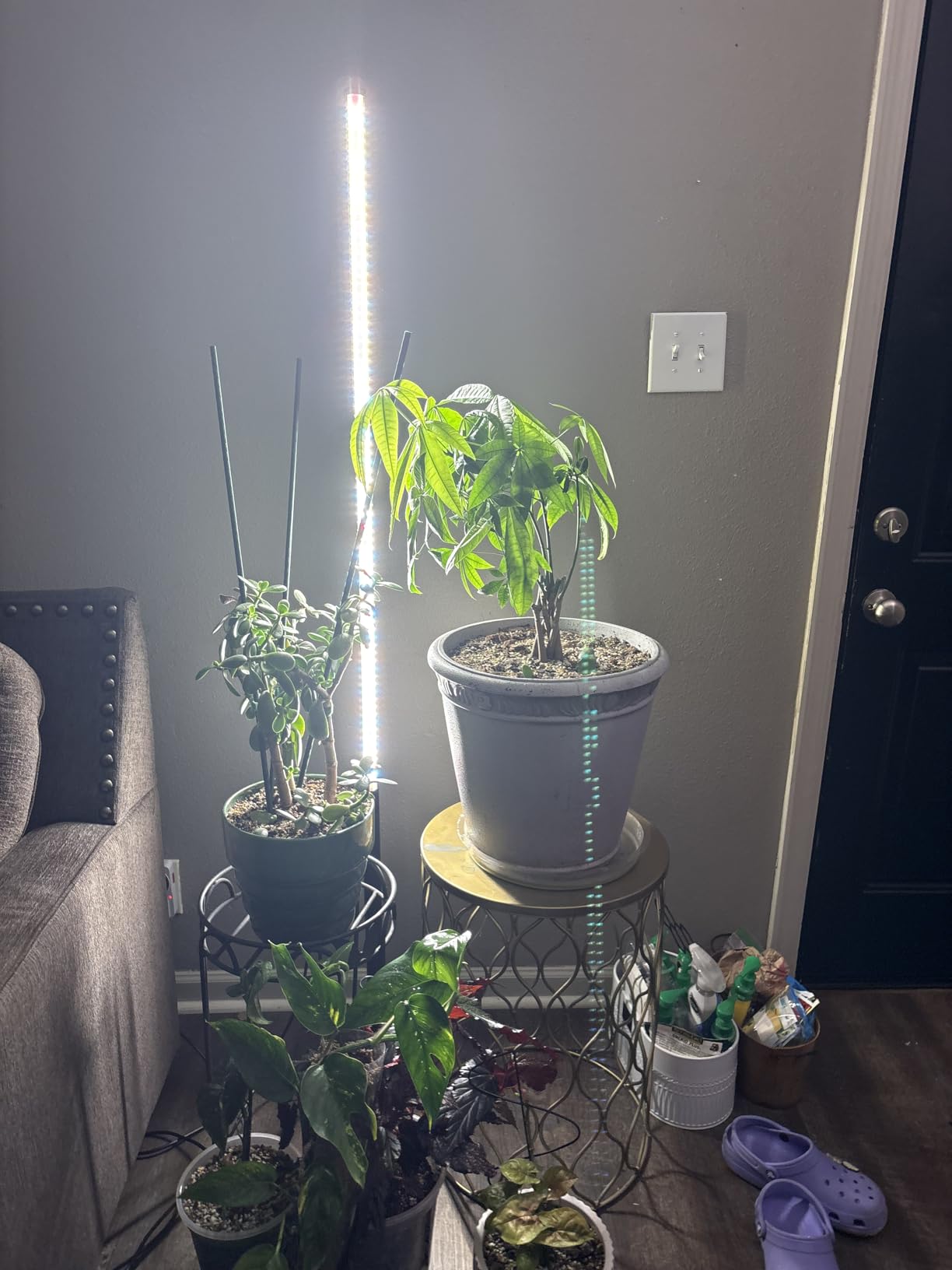 Barrina T10 Pro Vertical Grow Light, 42W, Full Spectrum, 4FT to 5.6FT | Mechanical Timer, High PPFD Grow Lights for Indoor Plants,Standing Side Lighting to Stand Flower and Tall Plant, Foot Switch customer photo 1