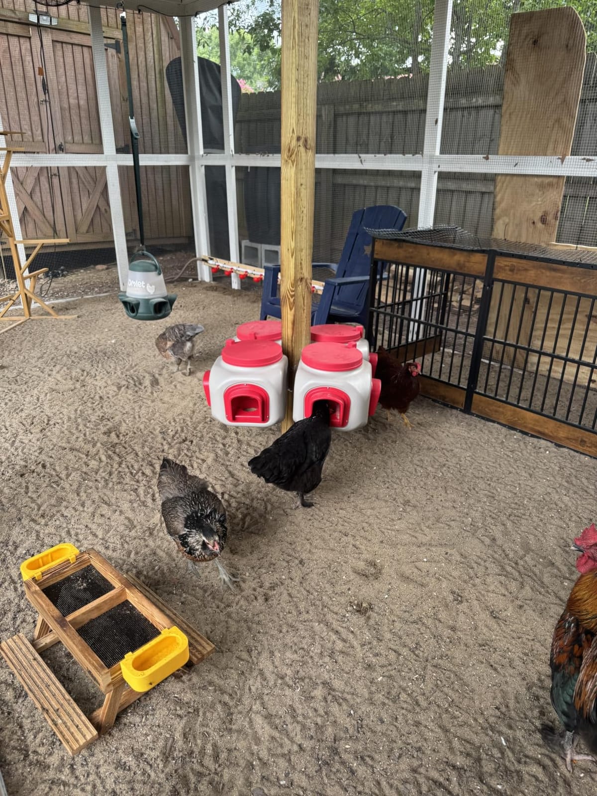 OverEZ Compact Chicken Feeder - Holds 25 Pounds of Feed - Inside or Outside Hen Coop - Large Gravity Fed Automatic Poultry Food Dispenser - No Waste Rainproof Design customer photo 2