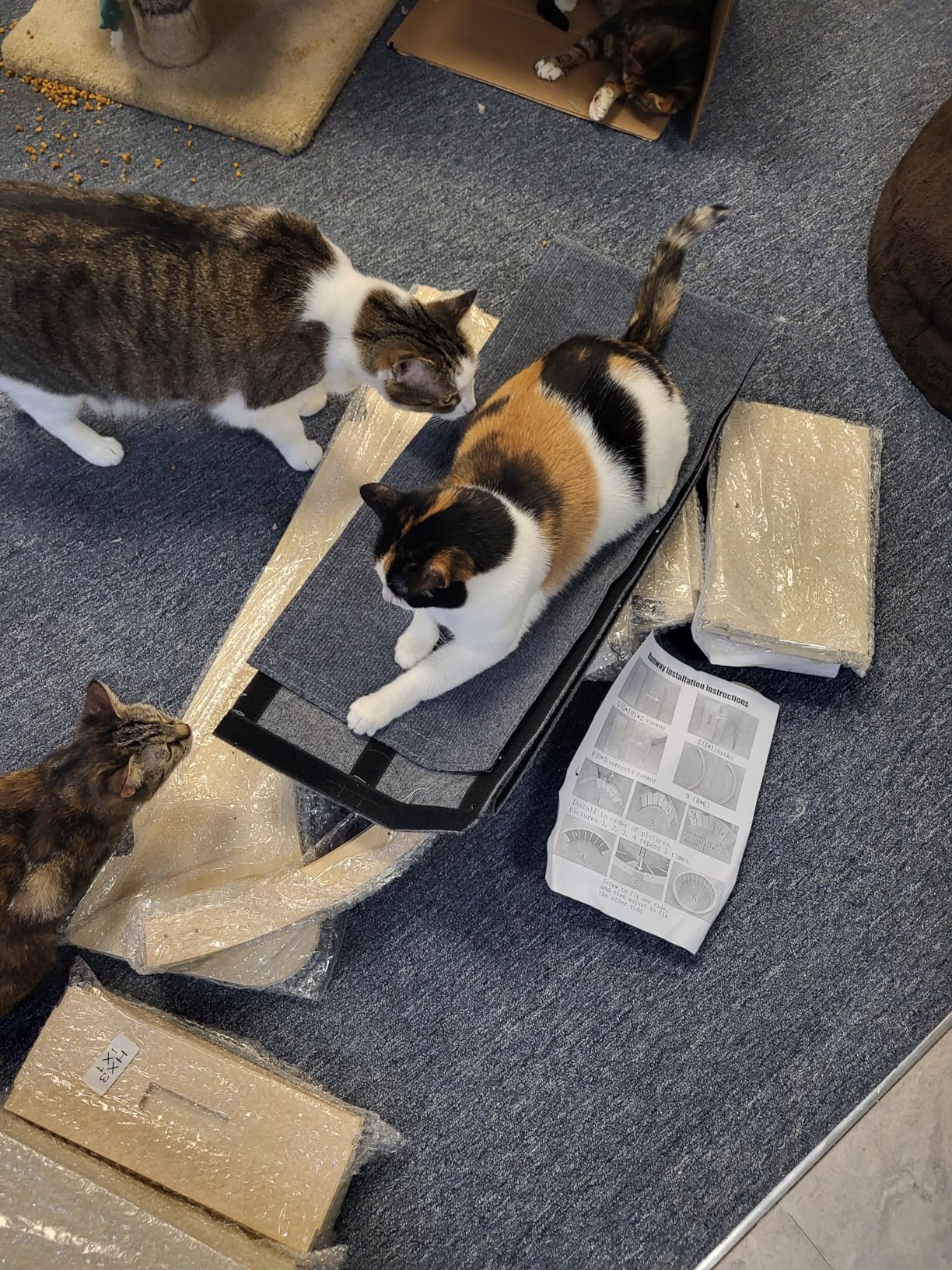 Large Cat Exercise Wheel 40 Inch Treadmill Exerciser for Indoor Cats Love Kitty Running Toy Walking Training for Fitness Weight Loss Device Suitable for Most Cats Physical Exercise Activity customer photo 2