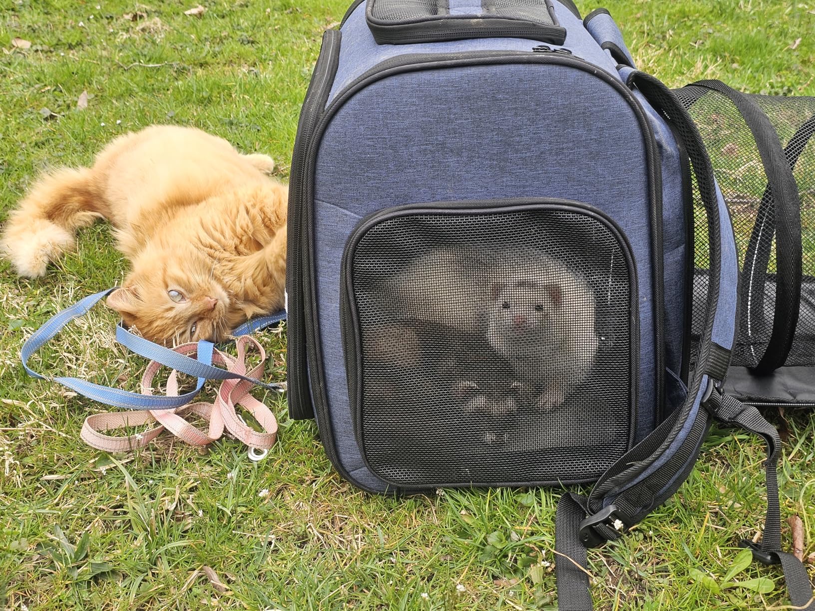 Pawtners Cat Backpack with Play Tunnel, Design for Carrying Playing Blue | Expandable, Foldable, Breathable, Large Space, Durable, Perfect for Cat Small Dog, Travel Hiking Camping Walking Car customer photo 2