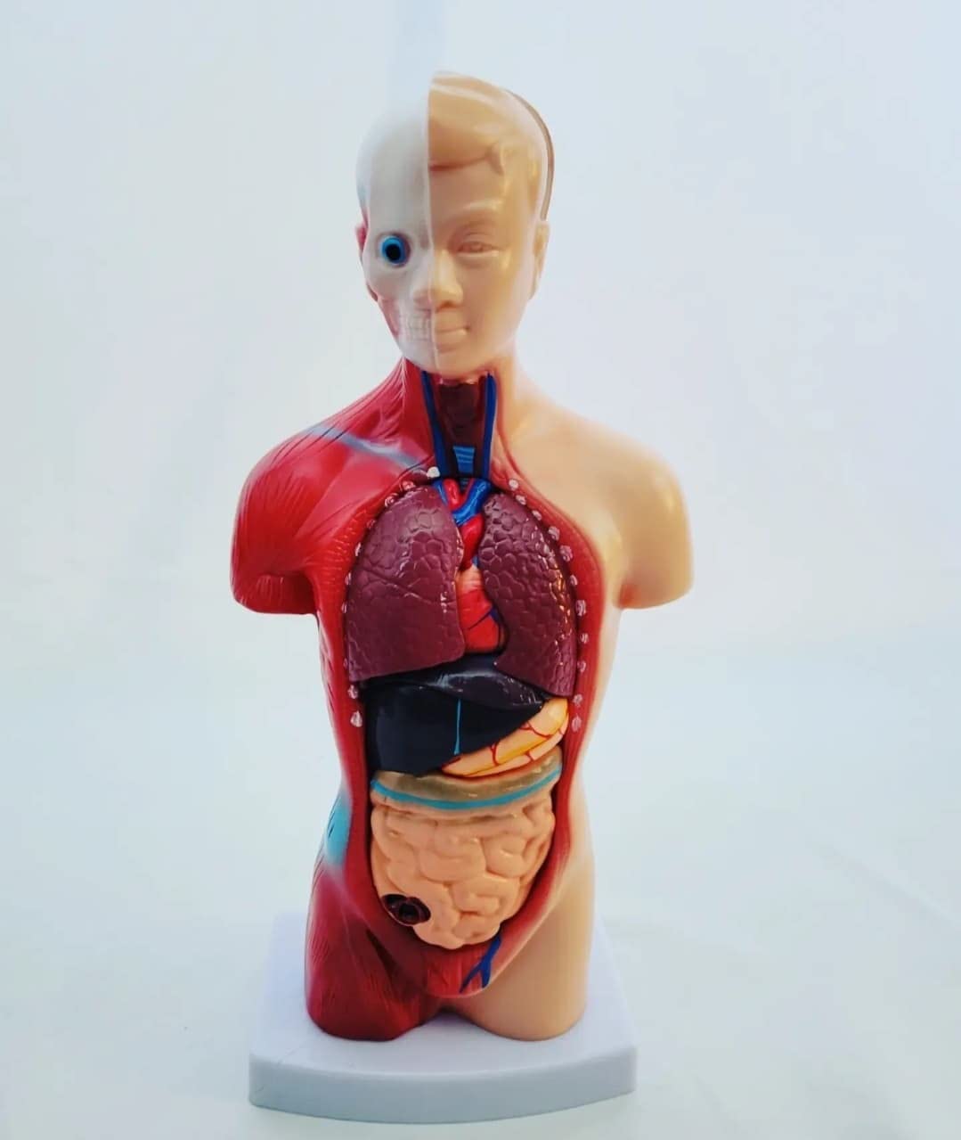 breesky 10.5inch Medical Torso Human Body Model Anatomy Doll 15 Removable Parts Education Organs Model for Teaching Study Class Students customer photo 2
