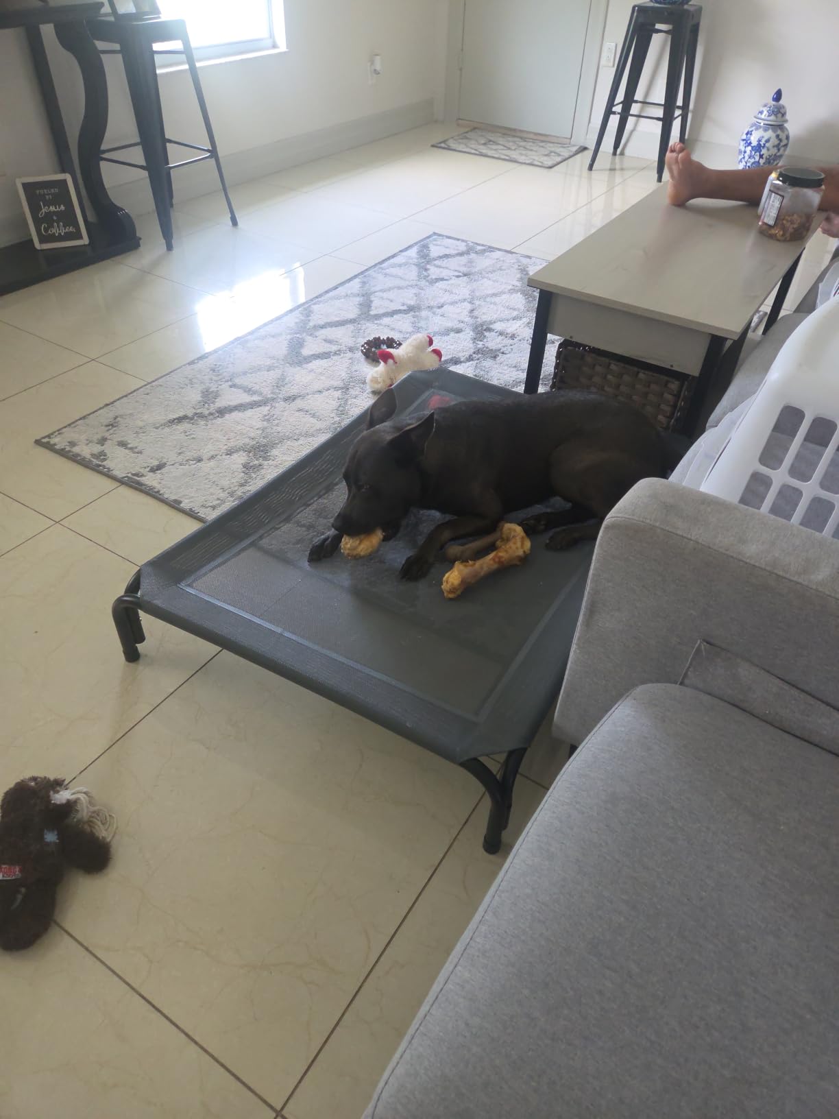 Czpalo Outdoor Elevated Dog Bed for Large Sized Dogs, No-Tool Assembly | Raised design promotes airflow, Tool-free assembly, easy-to-clean mesh, portable, with anti-skid feet, Indoor/outdoor use customer photo 1
