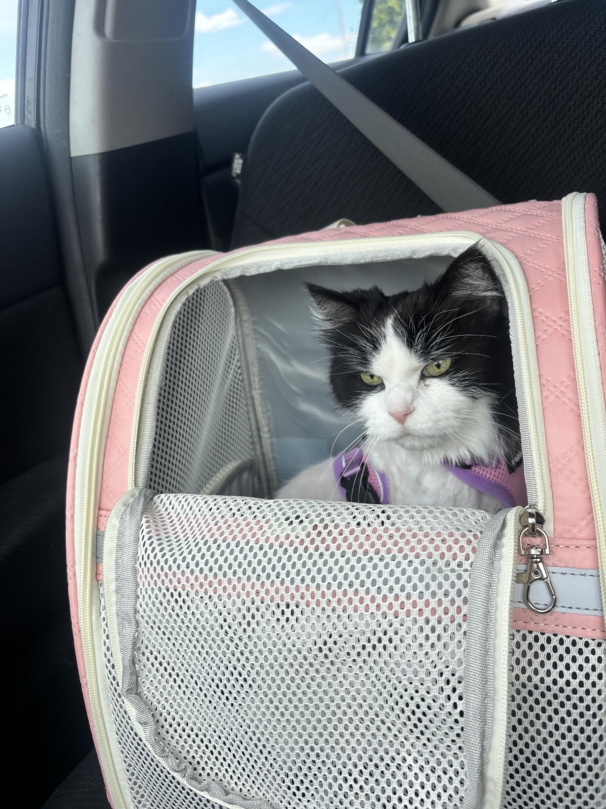 Cat Backpack Carrier for Small Dogs and Medium cat Puppy Kitten Bunny Pet Carrier Backpack Collapsible with Fully Ventilated Mesh with Safety Leash (Black) customer photo 1