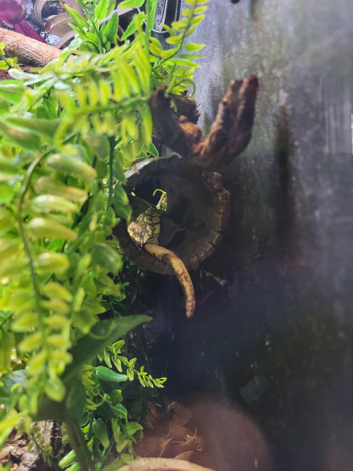 REPTIZOO Magnetic Reptile Hide Cave Resin Hollow Tree Trunk Hideout customer photo 2