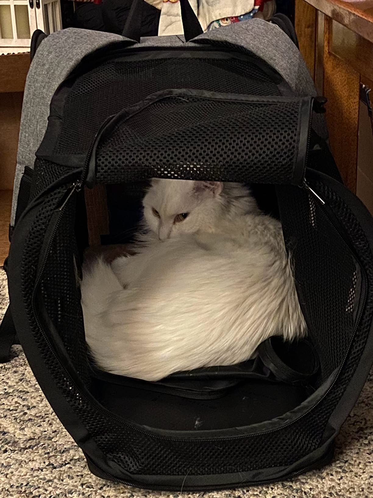 Petsfit Expandable Cat Backpack Carrier for Cats and Small Dogs, 18 lb | 65% Expandable Rest Zone, Padded Waist Belt, Airflow Back Panel, Locking Zippers, Safety Tether and Washable Dual-Sided Mat customer photo 1