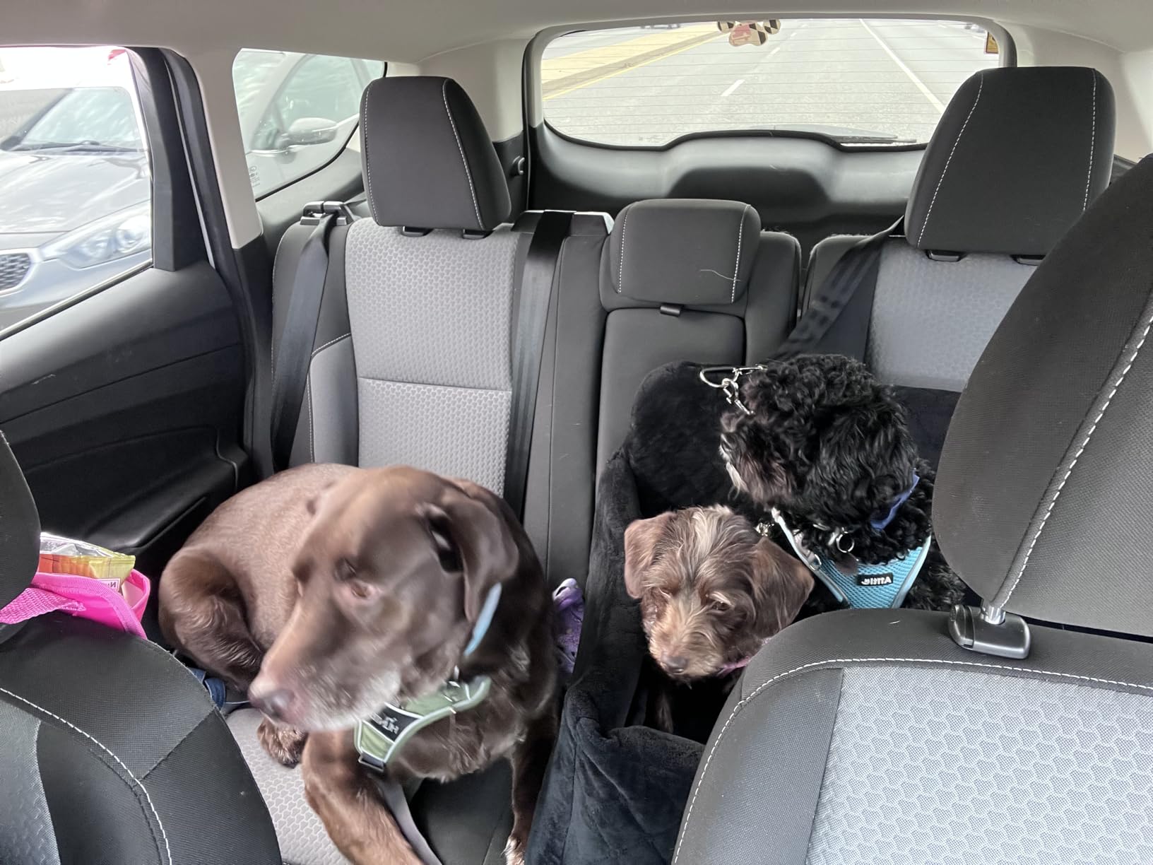 Wooaidagg Dog Car Seat for Medium & Large Dogs Up to 55lbs, Memory Foam Cushion, Washable Cover, Safety Straps & Non-Slip Base(Black/Grey,Large) customer photo 2