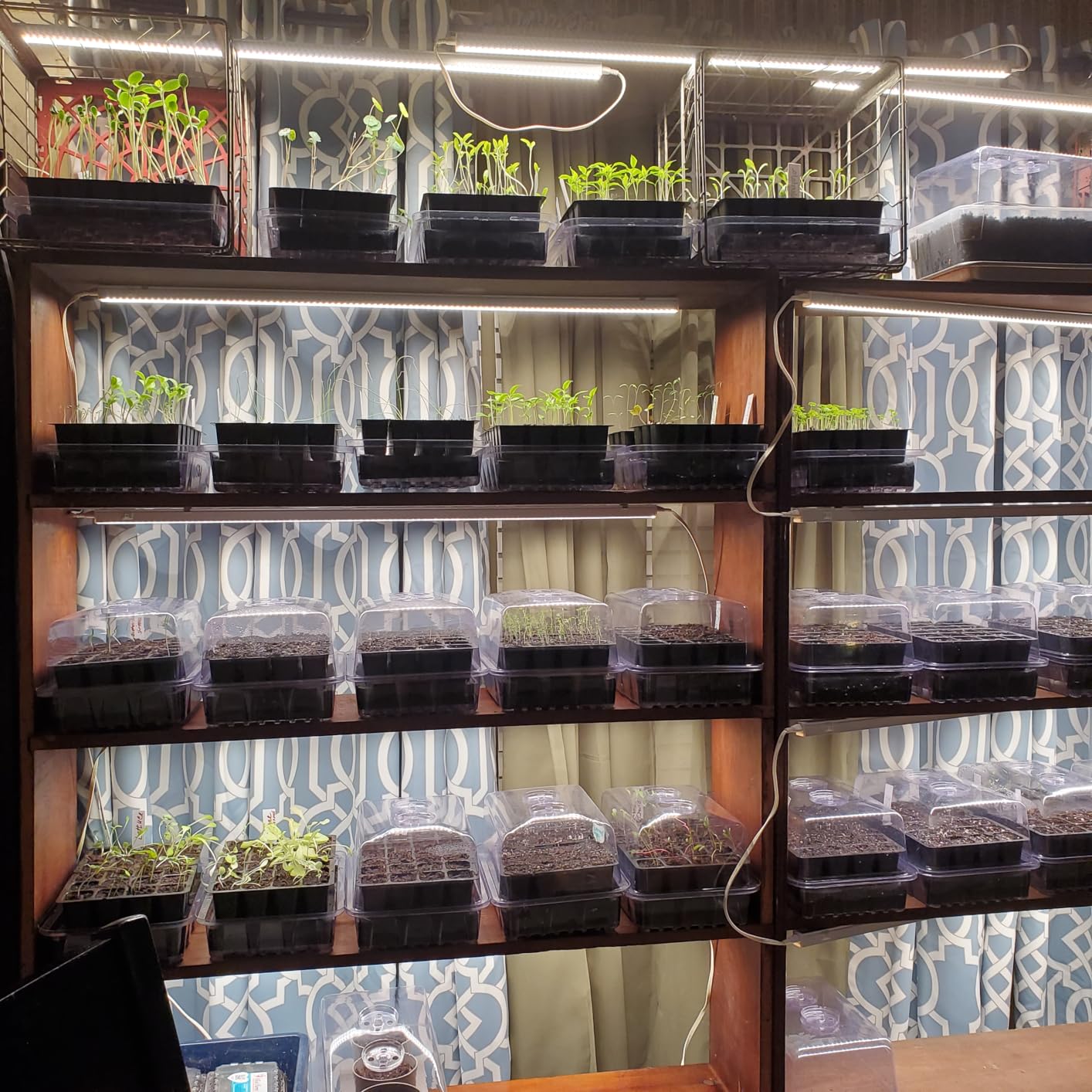 SOLIGT Self Watering Seed Starter Trays with Humidity Domes 6 Pack 144 Cell | Extra Thick Plastic Seed Starter kit for Seed Starting, Plant Germination & Seedling Growing customer photo 2