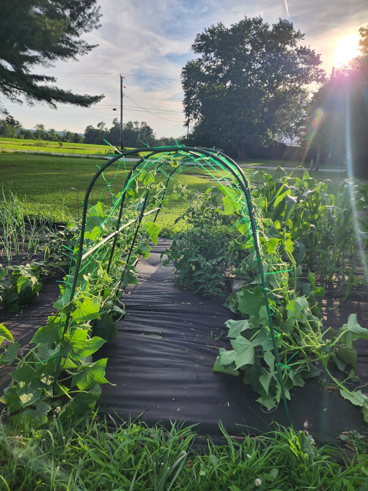 Cucumber Trellis for Raised Bed,U-Shape Garden Trellis for Climbing Plants Outdoor, Metal Arch Vegetables Trellis, Plant Support for Vine (Green, 63