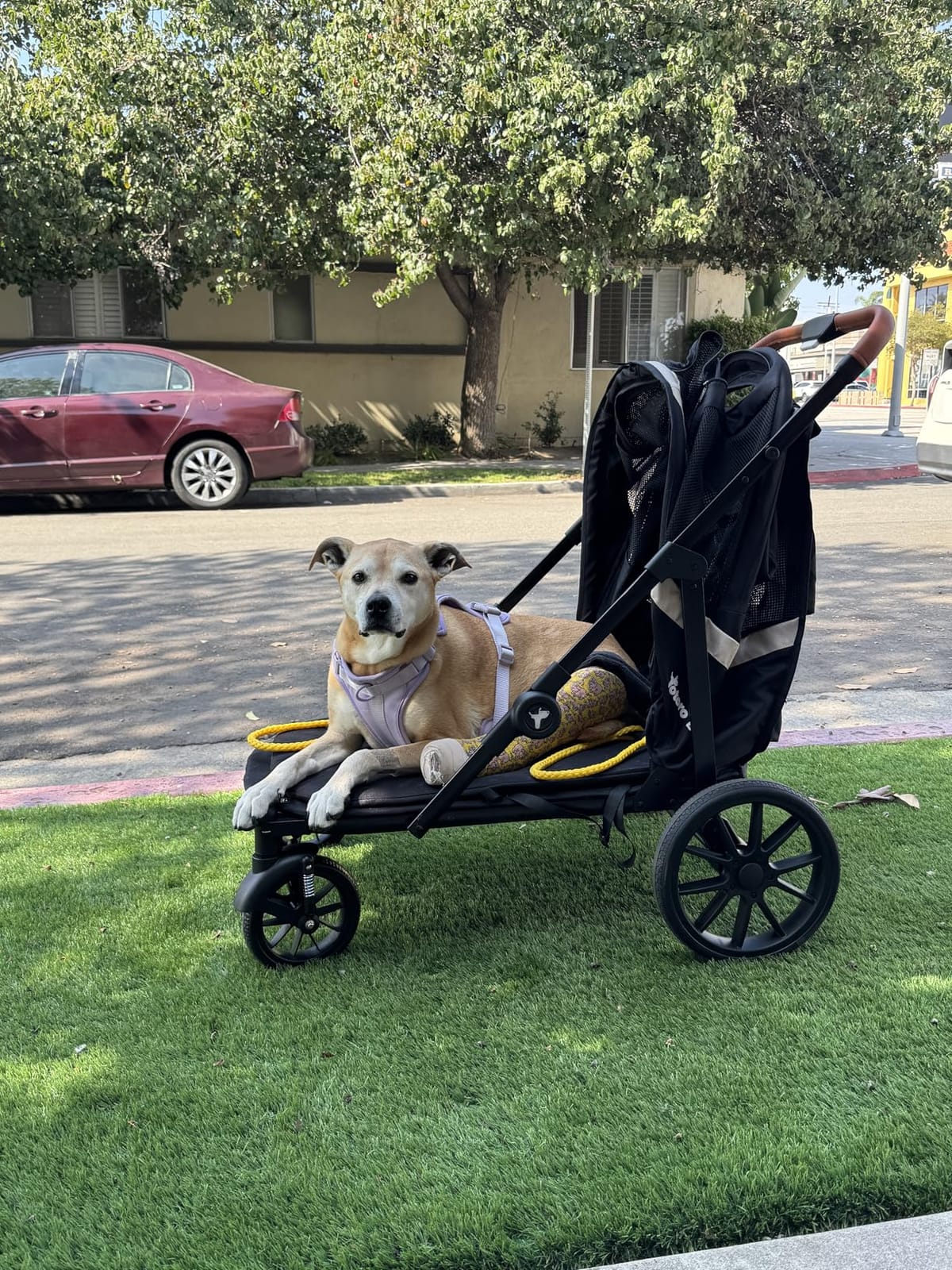 Dog Stroller for Large Dogs One-Click Folding 4 Wheel Foldable Dog Stroller for 2 Dogs with Storage Pocket Suitable for Pets Up to 80LBS (Black, Large) customer photo 1