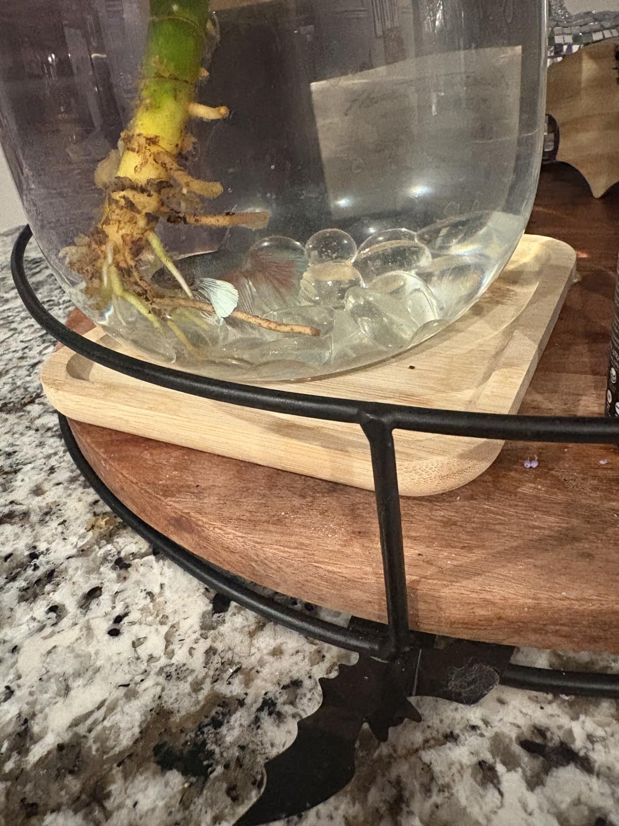 Betta Fish Bowl Glass Small Fish Tank with Bamboo Stand, Plant Propagation Station Hydroponic Terrarium with Lid beta Fish Aquariums 0.6 Gallon customer photo 1