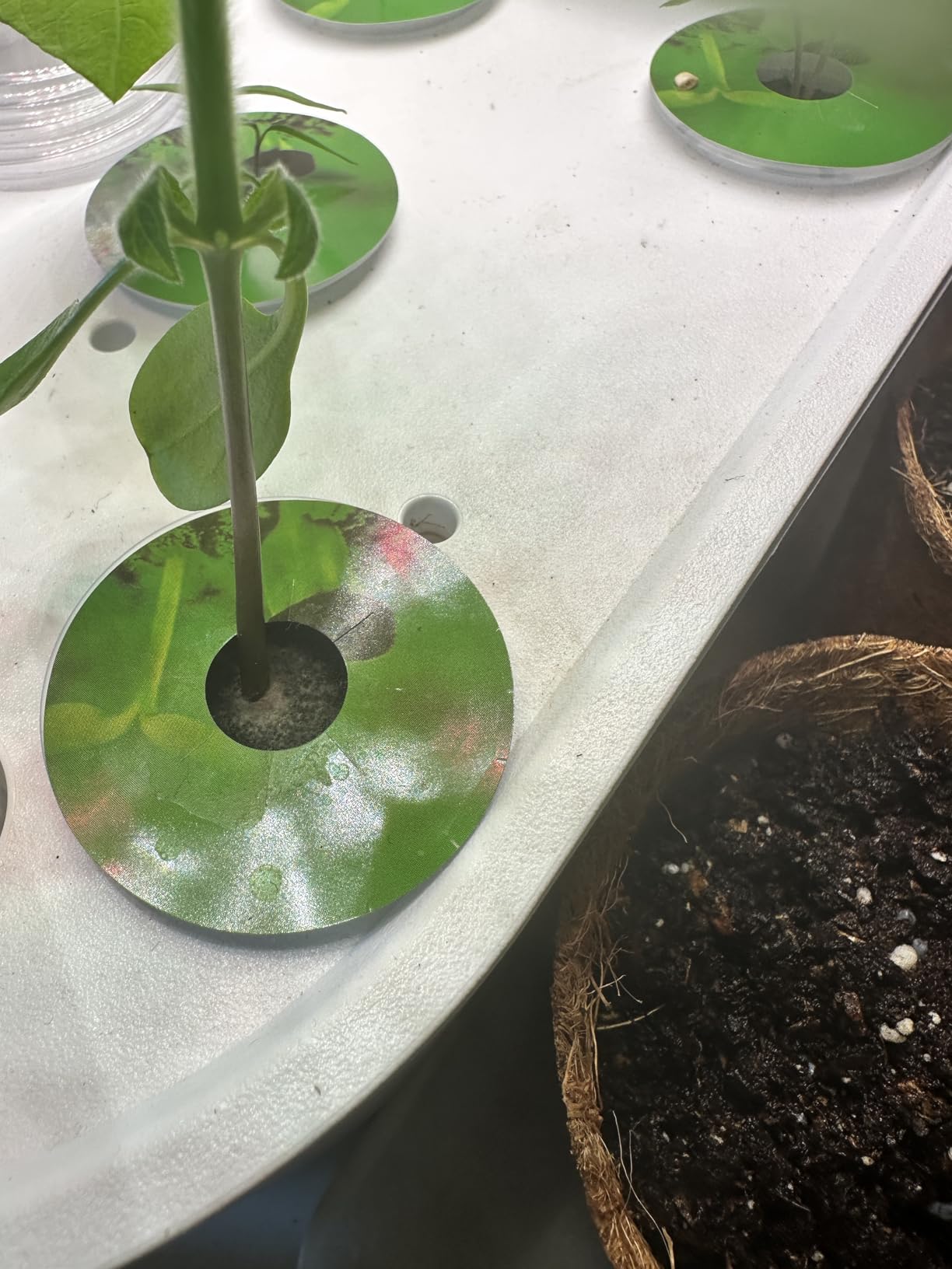 Herb Growing Kit Indoor for Hydroponics and Aquaponics- Includes Medicinal Lavender, Chamomile, Lemon Balm, Peppermint and Echinacea Heirloom Garden Seeds, Grow Seedpods Domes customer photo 1