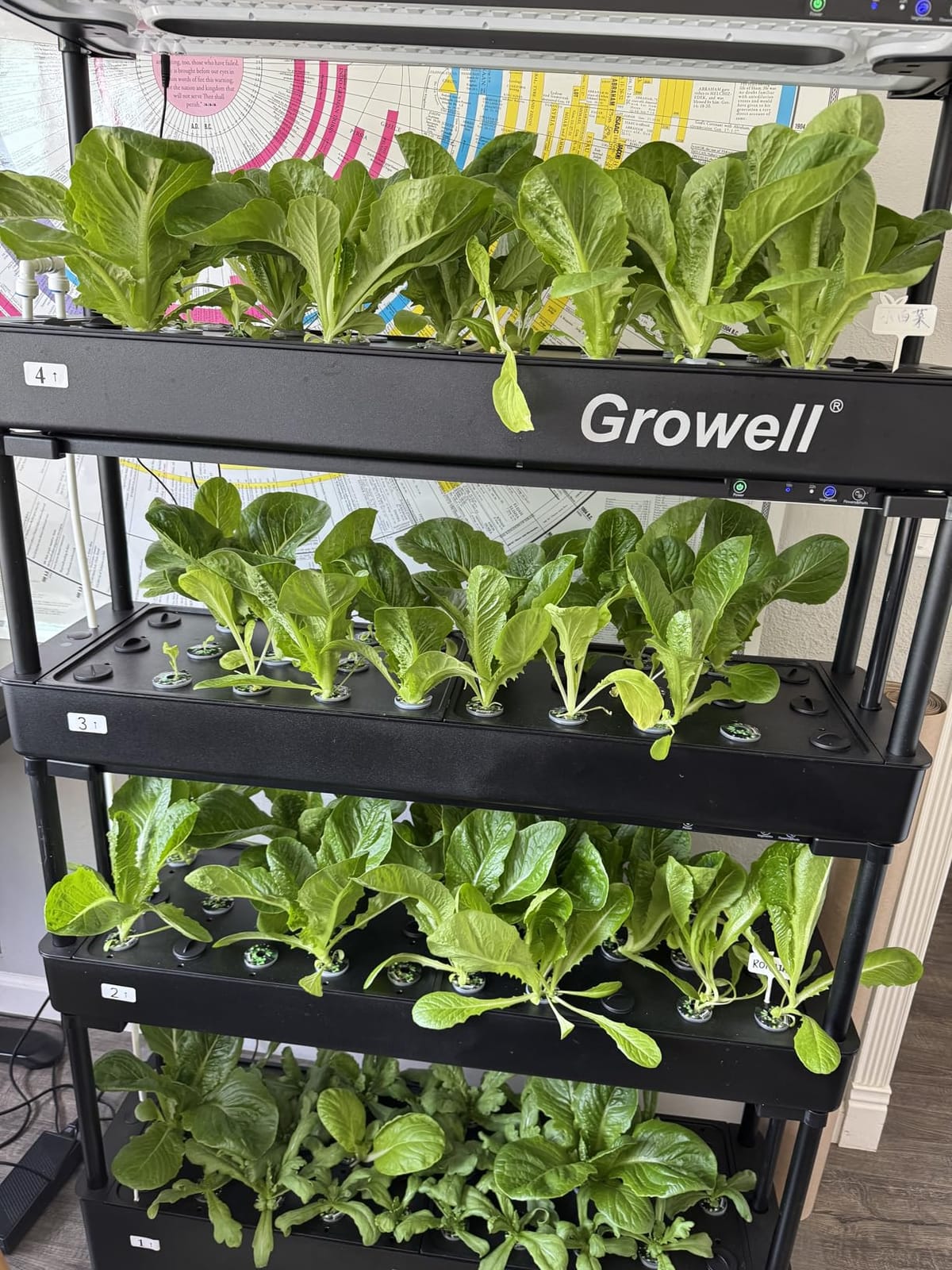 Growell Large Hydroponics Growing System Kit, 60 Pods Vertical Hydroponic Garden with 2 Light Modes Grow Light, Auto Circulating Water System, 32L Indoor Gardening System for Herb Vegetable Fruit customer photo 1