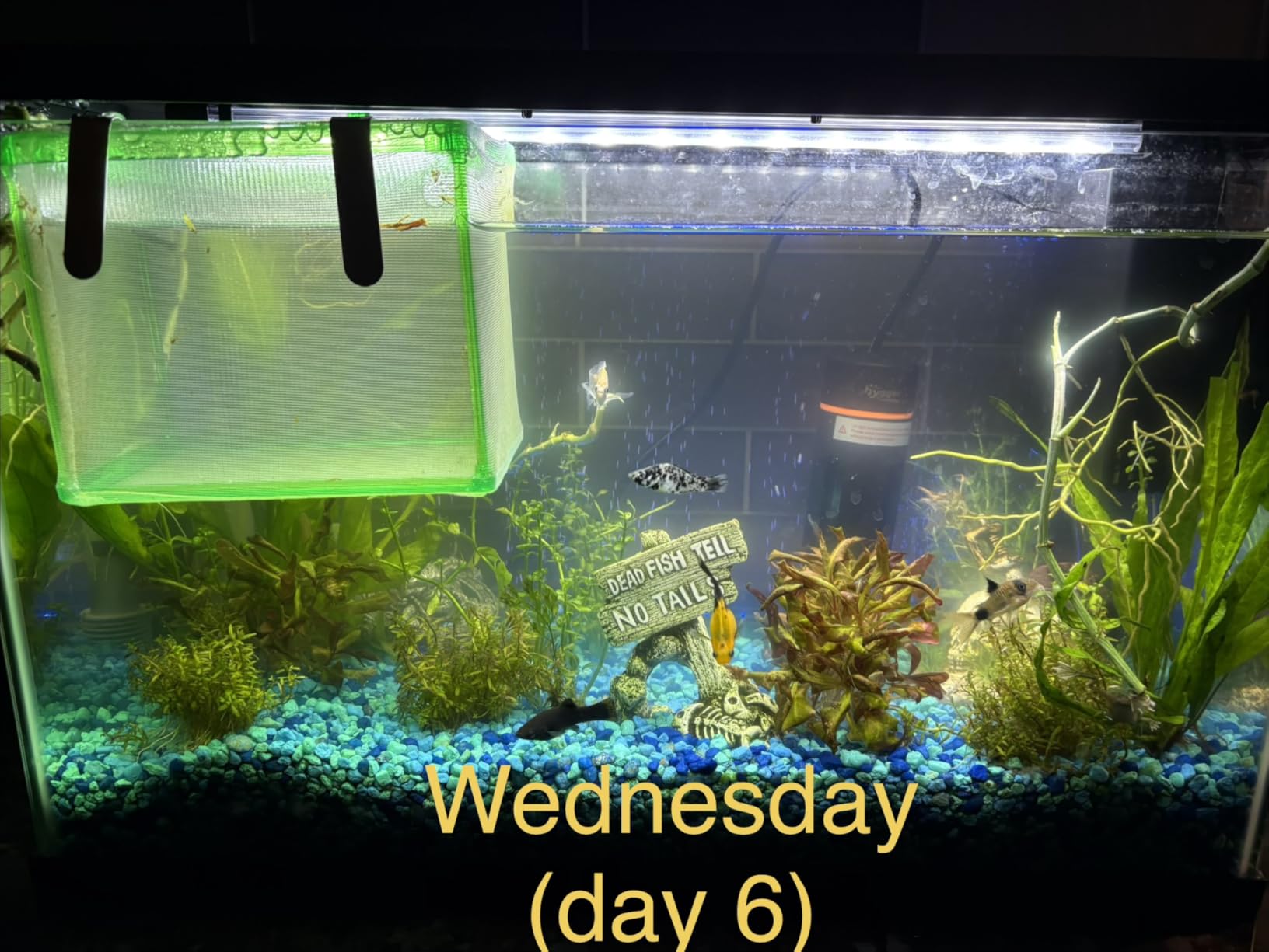 hygger Aquarium U-V Light with Timer, 360° Protective Shield Clean Light for Green Water and Algae Clean, Mini Algae Control Lamp for Freshwater and Saltwater Tank (3W for 5-25 Gallon) customer photo 1