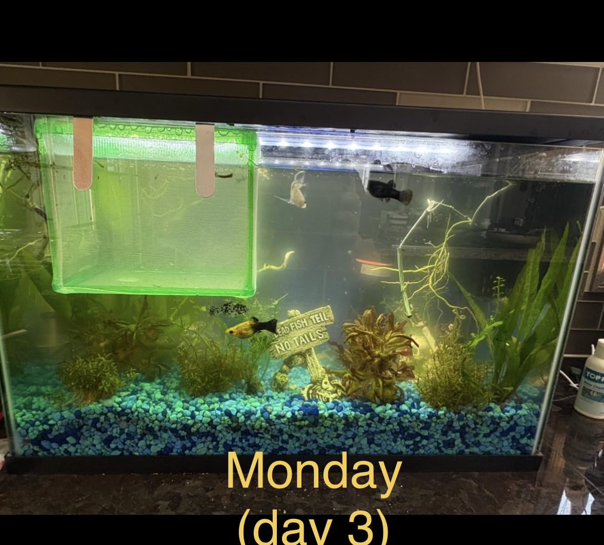 hygger Aquarium U-V Light with Timer, 360° Protective Shield Clean Light for Green Water and Algae Clean, Mini Algae Control Lamp for Freshwater and Saltwater Tank (3W for 5-25 Gallon) customer photo 2