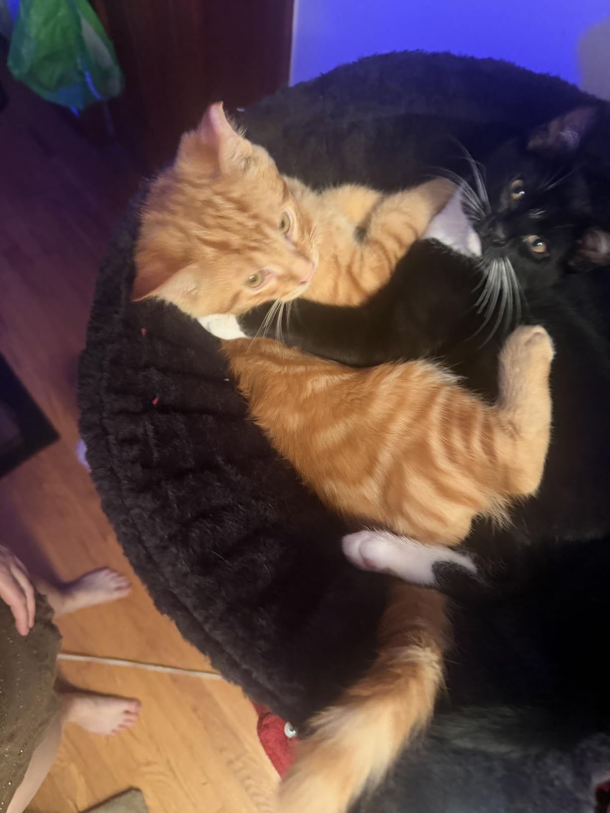 Gitelsnour Maine Coon Cat Tree, Heavy Duty Cat Tree for Indoor Cats Large Adult, Cat Tower for Large Cats 20 lbs+ with Hammock, 2 Big Perches, 2 Cat Condos, 15 Scratching Posts, Light Gray GCT033W customer photo 2