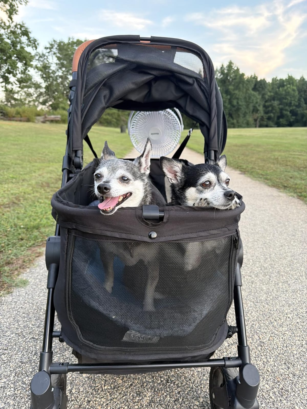 Zoosky Medium Dog Stroller for Large Dogs, Pet Stroller, Up to 66lbs | All-Terrain 360° Swivel Wheels & Adjustable Handle & 180° Dual-Open Canopy, Sun Shades, Storage Organizer, Waterproof Oxford customer photo 1