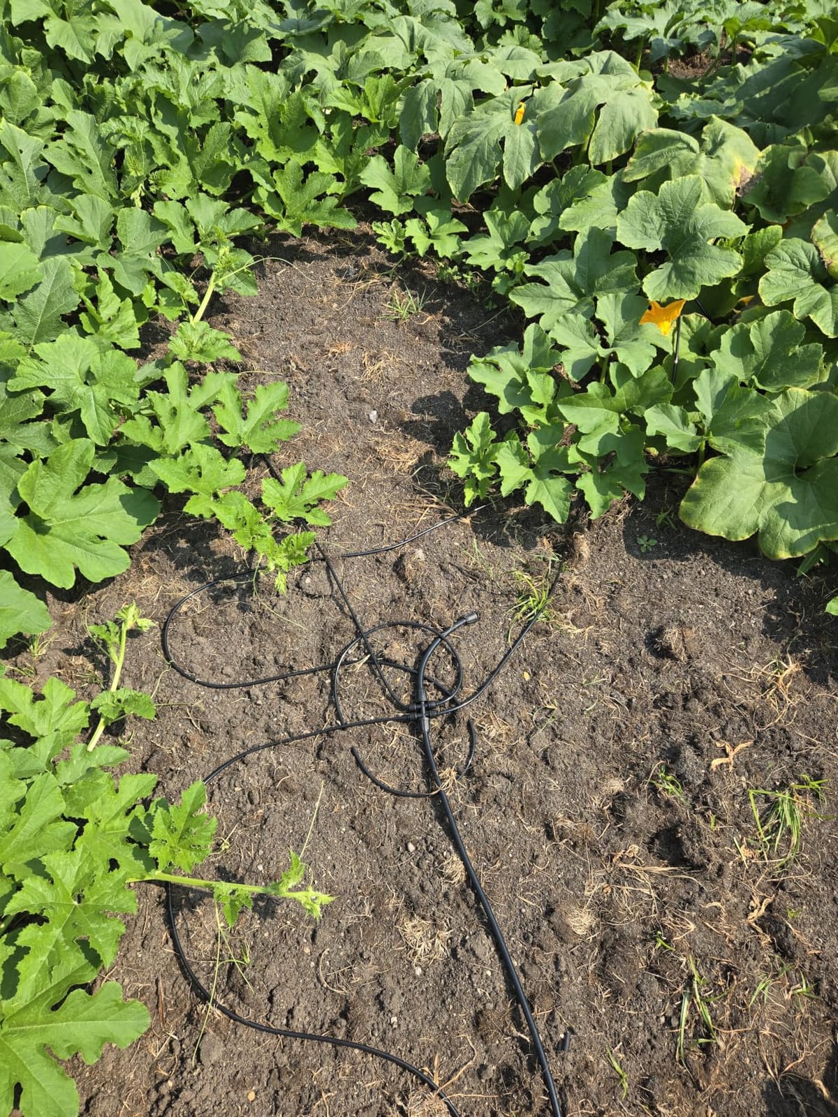 Bonviee Drip Irrigation System Kit for Garden Watering, 247FT Quick Connect customer photo 1