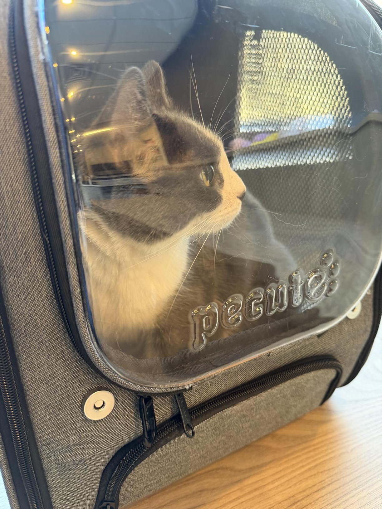 Pecute Cat Backpack Carrier, Large Space Dog Backpack Carrier, Ergonomic, Gray | Bubble Transparent Window, Sunshade Curtain, Safety Rope, Sturdy, Large Mesh for Breathability customer photo 1