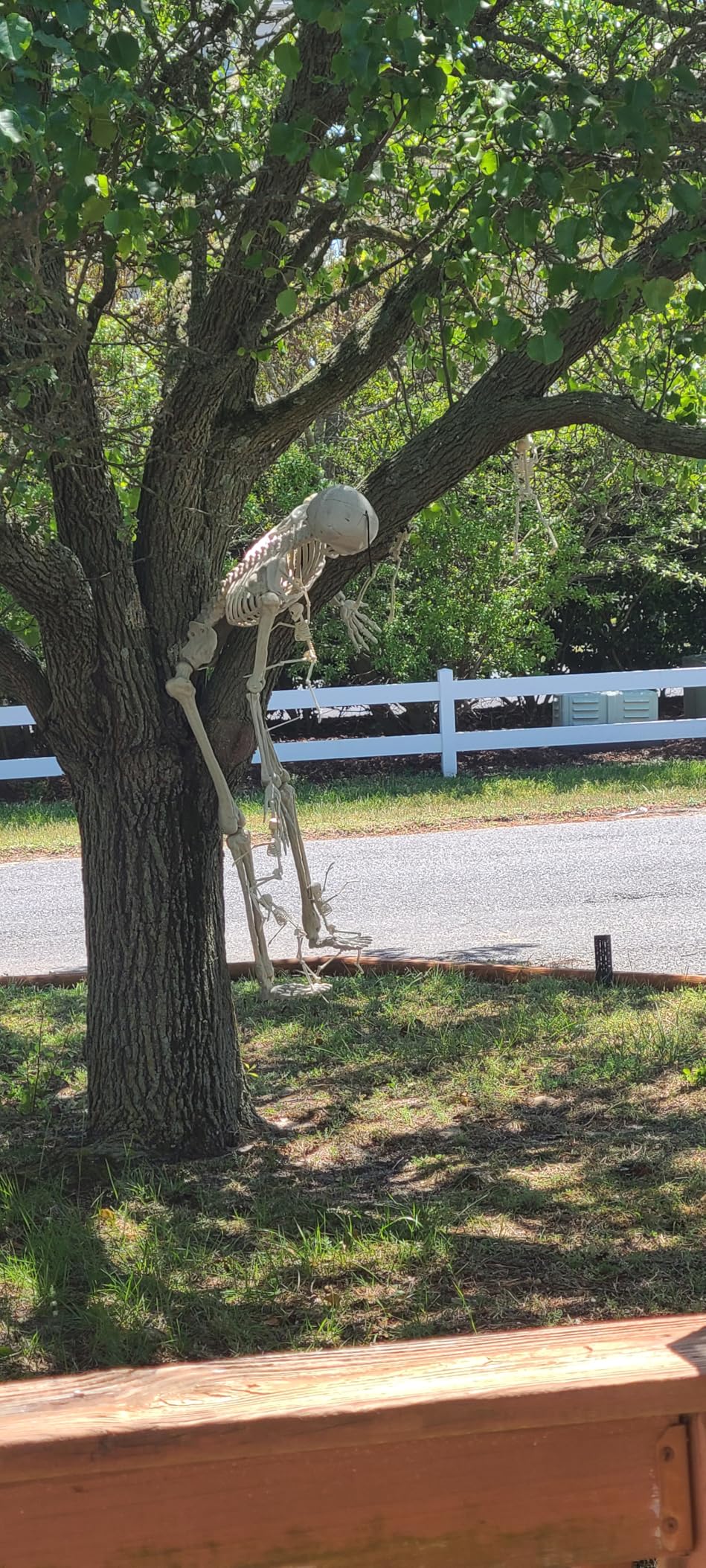 XONOR 7.8ft Halloween Giant Skeleton Posable Realistic Human Skeleton Bones with Movable Joints for Halloween Haunted House Indoor Outdoor Décor (7.8ft) customer photo 1