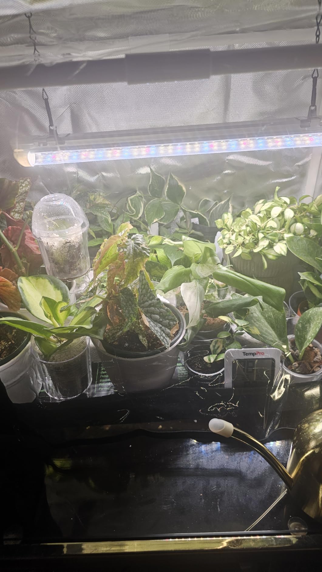 Bstrip Mini Indoor Greenhouse with Grow Light, Tabletop Seed Starting Tent | 18W Plant Light with Auto Timer, Clear EVA Cover, PET Base Mat, Ventilation Windows, Roll-Up Zippered Door, 23.8x15.7x20.5in customer photo 2