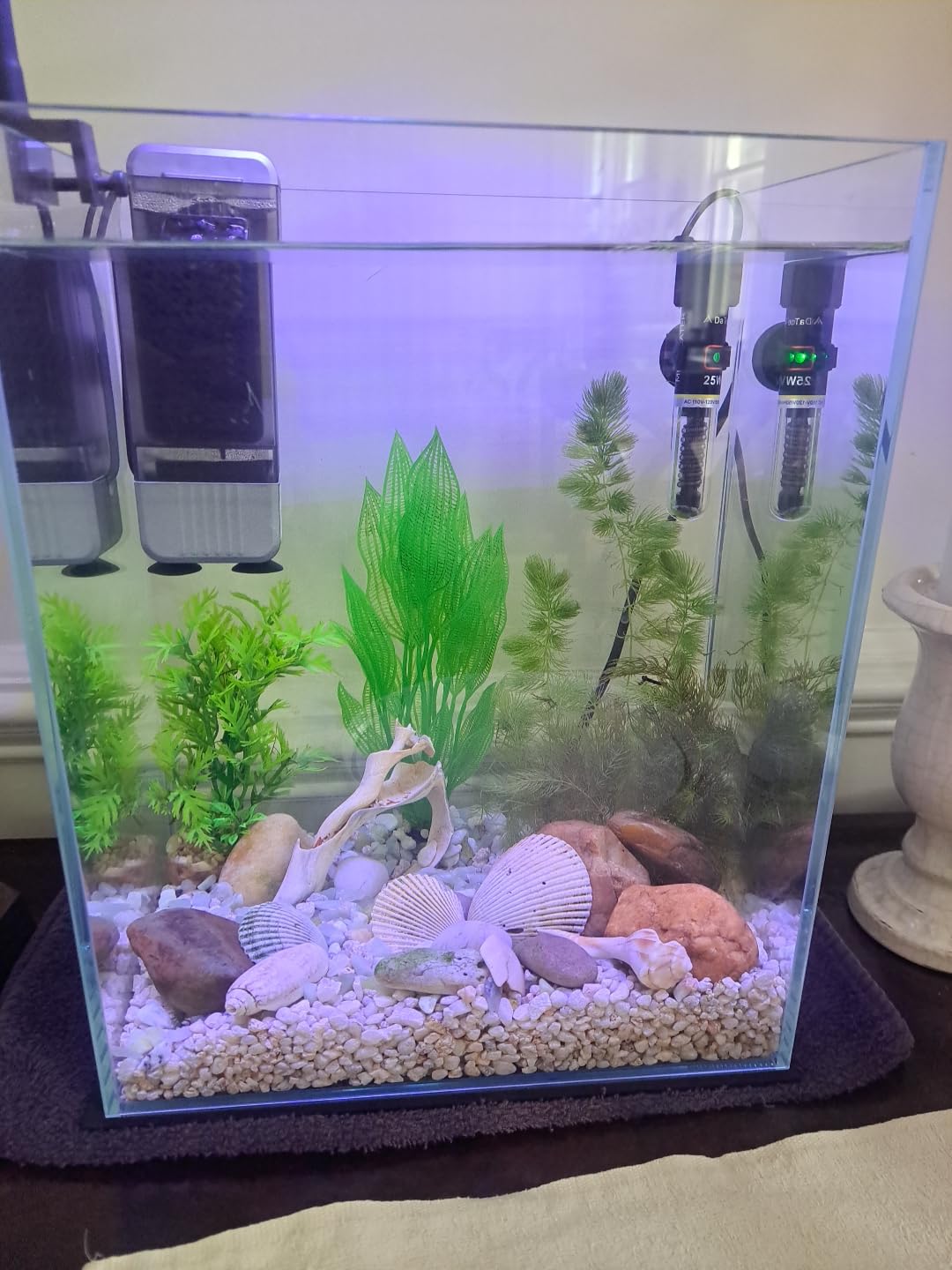 Vimvins 2 Gallon Glass Fish Tank, Easy to Maintain Small Aquarium for Betta/Snails/Shrimp and Aquatic Planting customer photo 1