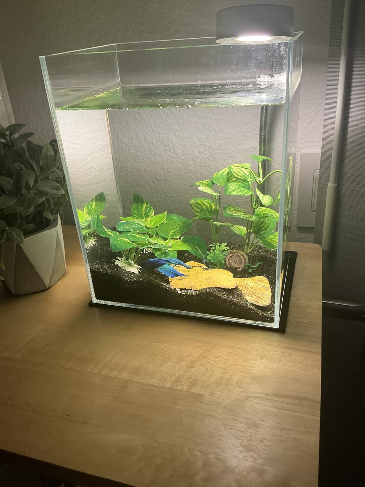 Vimvins 2 Gallon Glass Fish Tank, Easy to Maintain Small Aquarium for Betta/Snails/Shrimp and Aquatic Planting customer photo 2