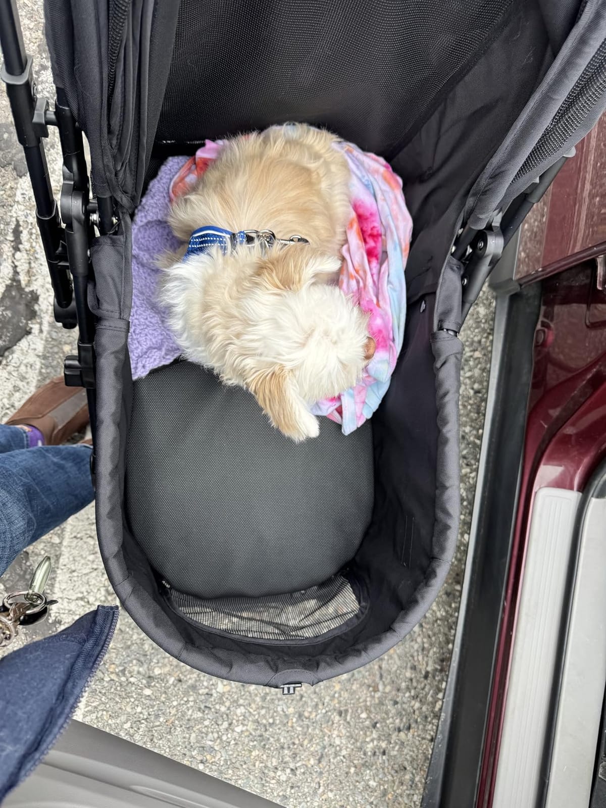 Bicystar Foldable Dog Stroller for Small Medium Dogs & Cats, 45 lbs, Grey | For senior & injured pets, Travel-friendly, All-terrain 4 wheels, Aluminum frame, 42