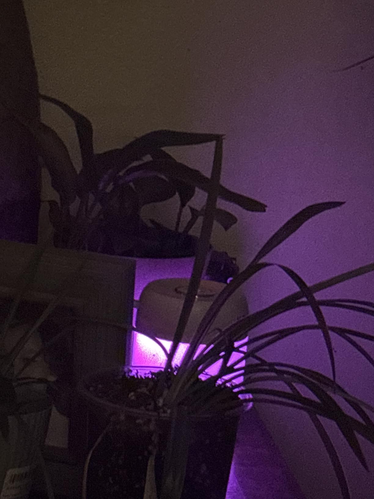 Plant Humidifier Indoor, 650ml Humidifier for Plants, White | Small Plant Humidifier with Colorful Lights for Plants, Bedroom, Office Desktop, Baby Room customer photo 2