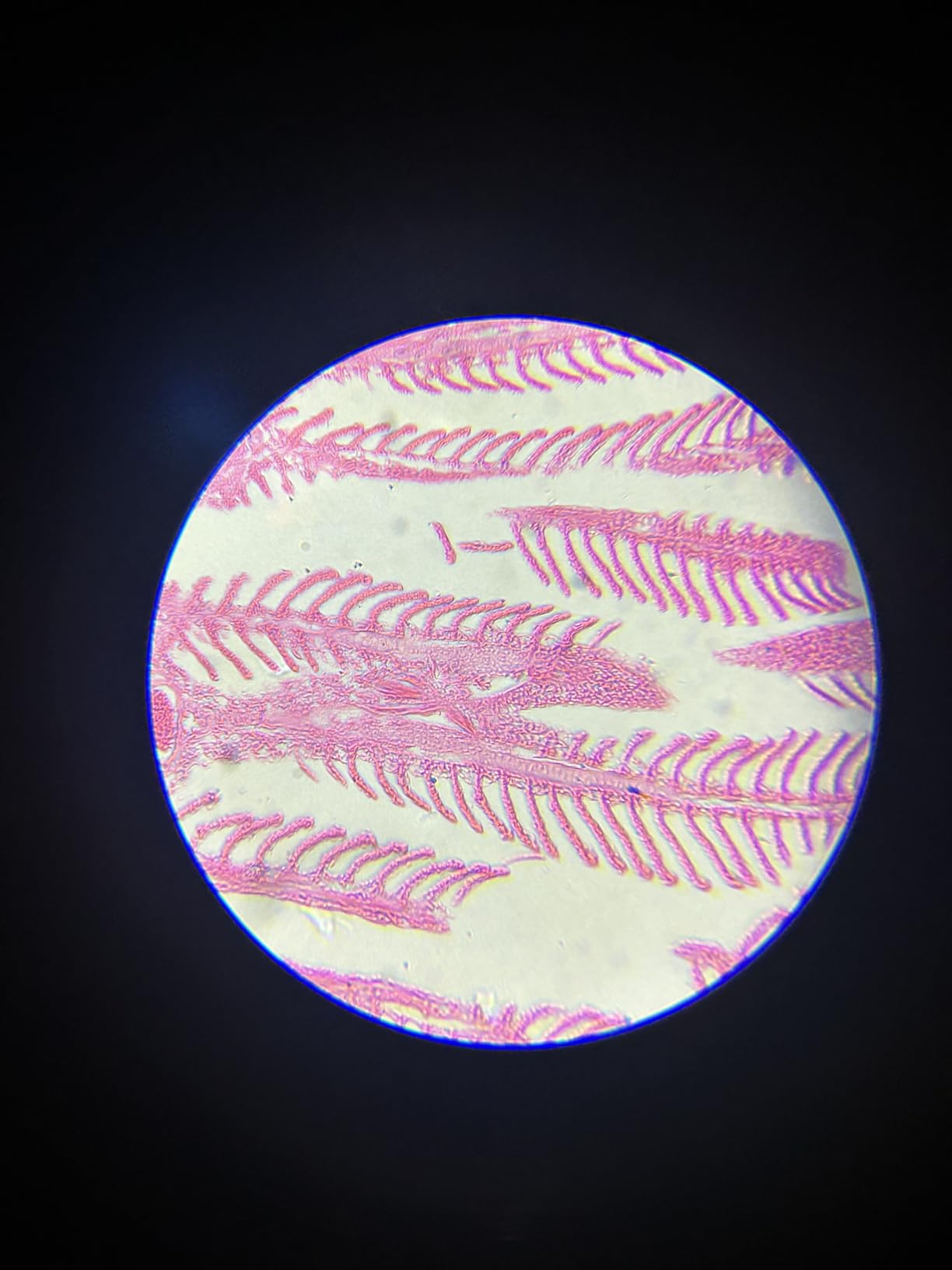 PalliPartners Compound Binocular Microscope for Adults, Professionals & Kids customer photo 2