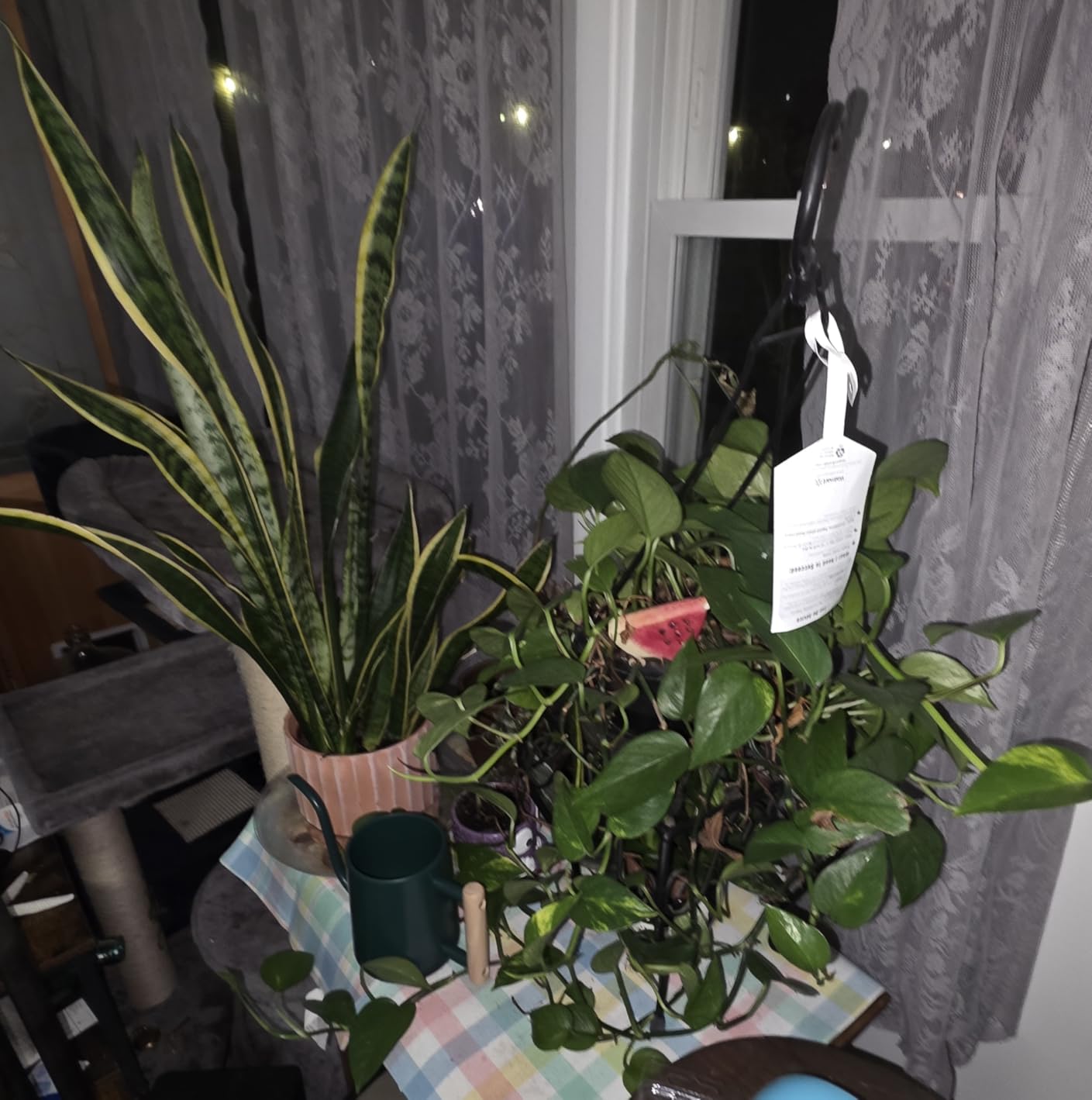 Watering Can Indoor Plants, 35 oz/1000 ml Metal Stainless Steel Watering Can Pot with Long Spout for Indoor House Plants Bonsai Outdoor Garden Flower Decorative (Copper) customer photo 2
