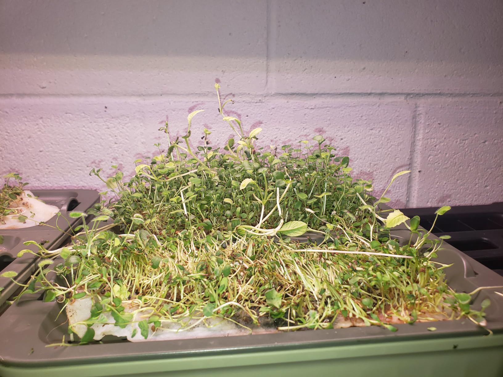 Self-Watering Microgreens Growing Kit with 20 Capillary Grow Mats and Humidity Domes, 4 Trays for Growing Multiple Micro Greens and Sprouts, Hydroponic Growing System with Water Level Indicator customer photo 1