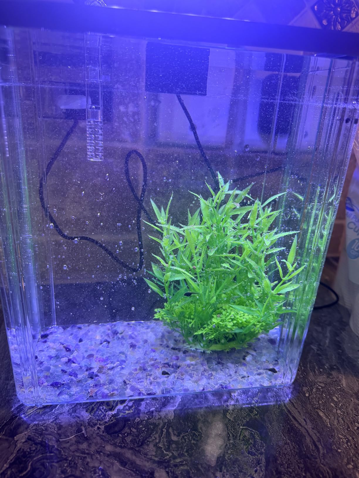 1.8 Gallon Beta Fish Tank Aquariums Kits - Clear Small Fish Bowl Starter Kit with LED Light, Water Filter Pump, Hydroponic Basket - Beginner's Gift for Guppy Shrimp Goldfish, Rectangular customer photo 2
