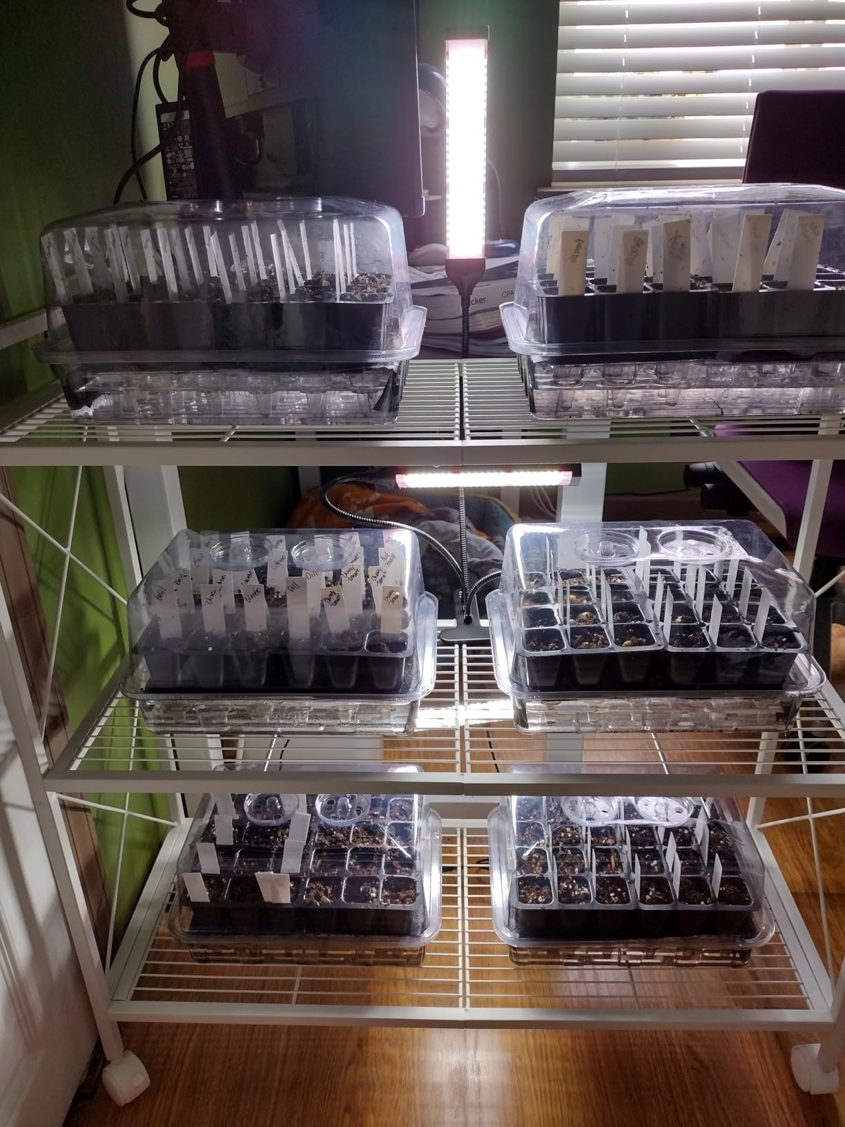 SOLIGT 144 Cell Self Watering Seed Starter Trays with 2 Grow Lights | 6 Seed Starter Kit with Humidity Domes, Full Spectrum Seedling Light with 8/12/18H Timer for Seed Starting, Seedling Growing customer photo 2