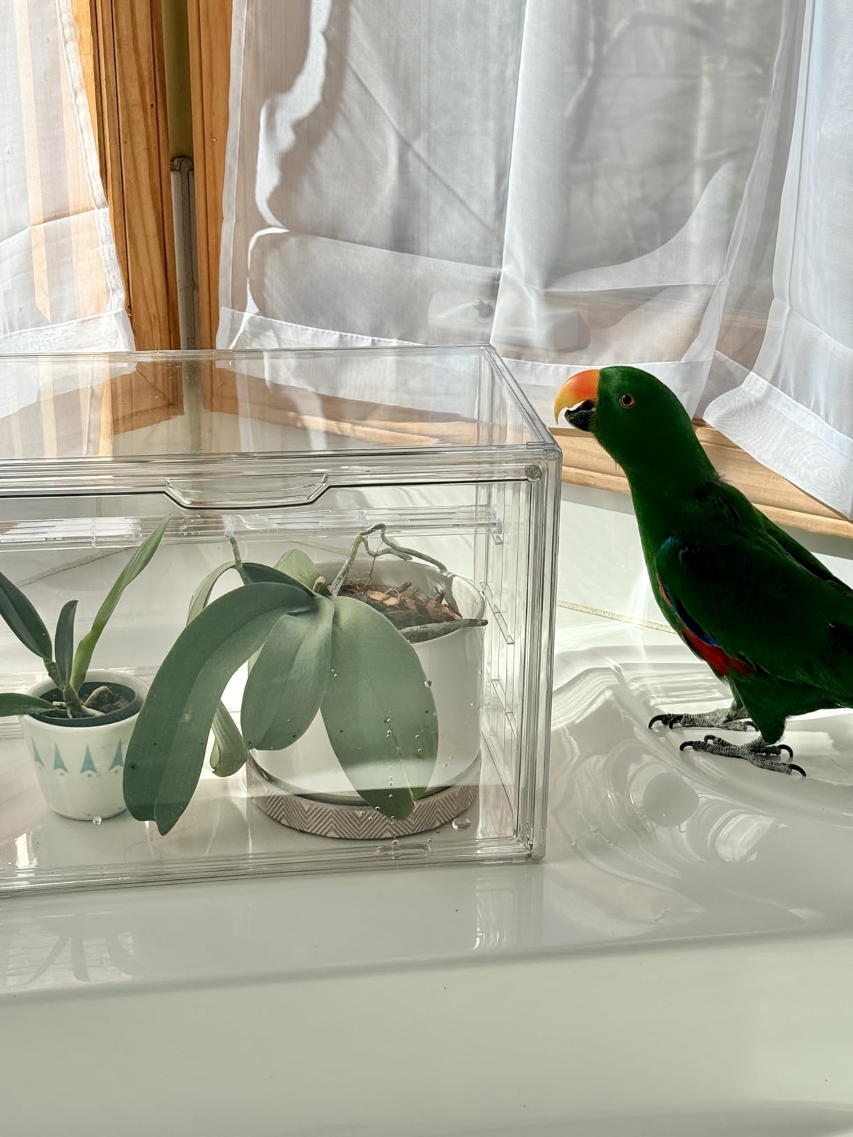 Mini Greenhouse Indoor with Magnetic Door, M-4tier-1pcs | Retains Warmth & Moisture, Durable Construction, Magnetic Door, Adjustable Dividers Fit Different Plants, Tool-Free Assembly customer photo 1