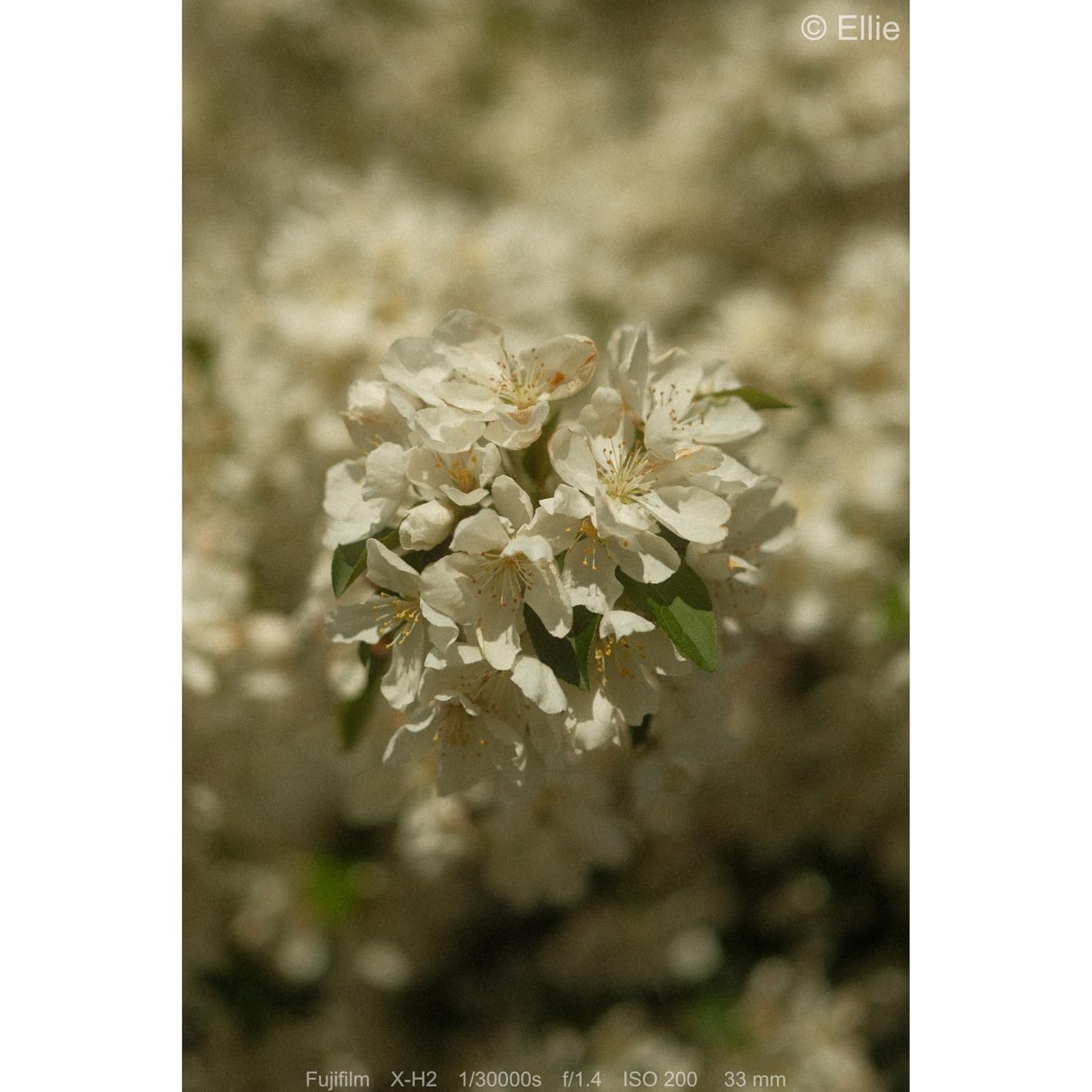 K&F CONCEPT 58mm Gold Diffusion Mist Filter - Nano-X Series customer photo 2