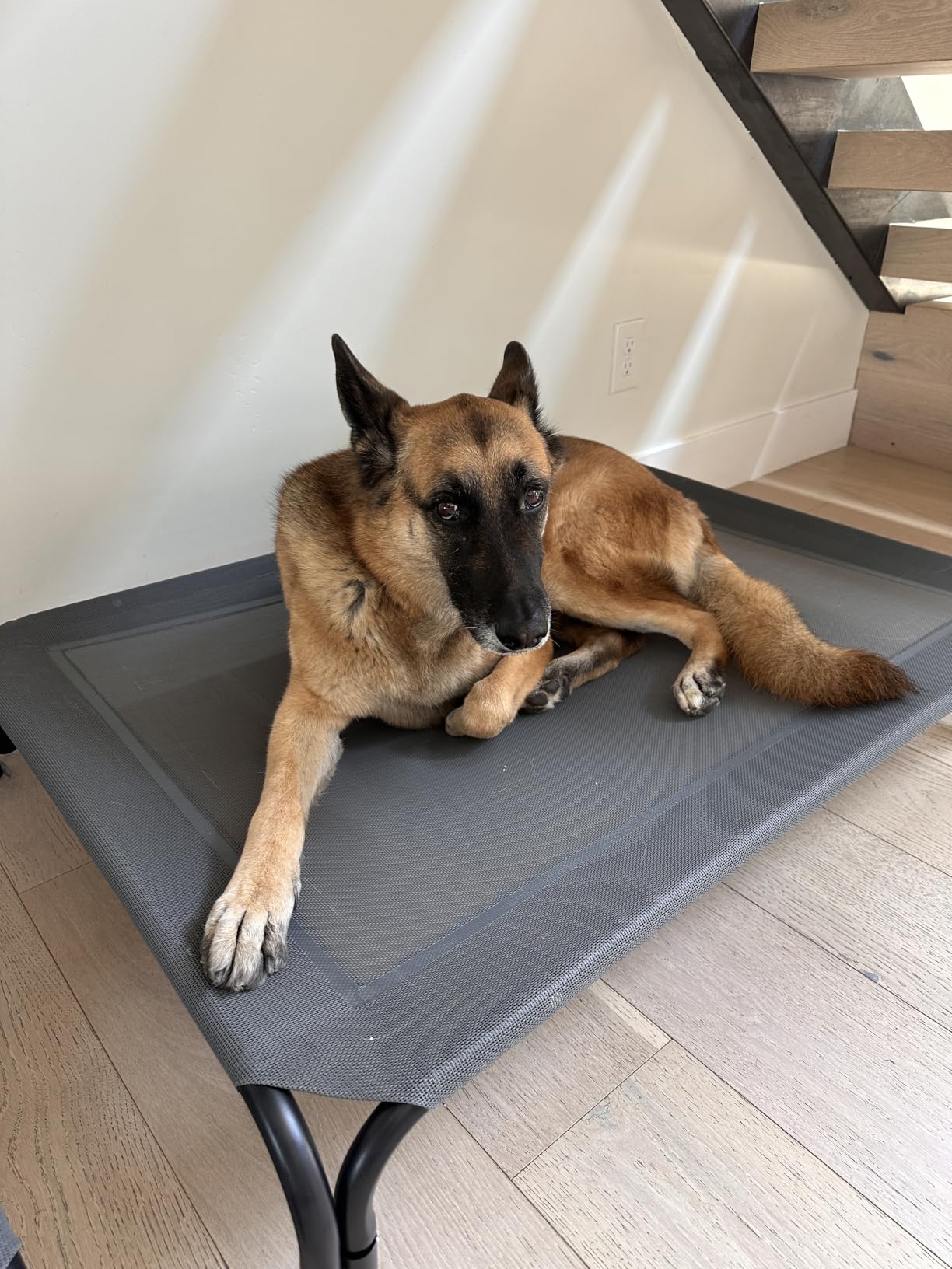 Elevated Dog Bed Outdoor Cooling Raised Cot for XL Dogs, Blue 53.9in | Tool-Free Installation; Washable Cooling Breathable Mesh; Anti-Slip Feet; Indoor & Outdoor Use customer photo 1
