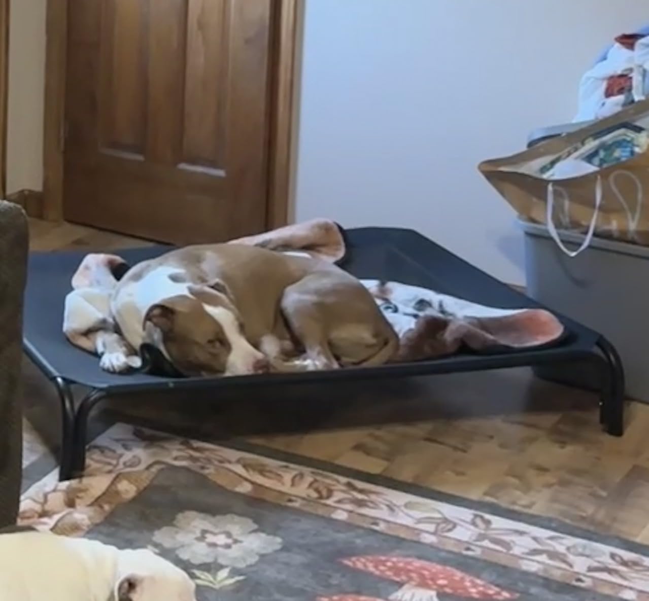 Elevated Dog Bed Outdoor Cooling Raised Cot for XL Dogs, Blue 53.9in | Tool-Free Installation; Washable Cooling Breathable Mesh; Anti-Slip Feet; Indoor & Outdoor Use customer photo 2