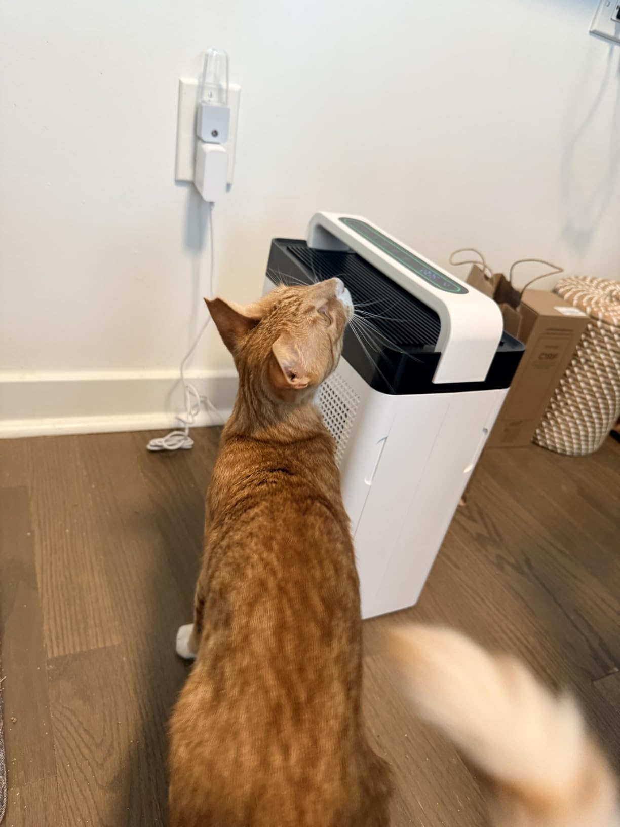 Pet Air Purifier for Home Dual-Sided Intake, High-Activated Carbon | Washable Pre-Filter Pet Fur, 22 dB Auto Mode, HEPA Air Cleaner for Bedroom, Odor, Dander, Allergies, Wildfire Smoke 2500 Ft² customer photo 2