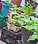 Vertical Garden Planter 4 Tier Stackable System 16 Plants, Space Saving Herb, Strawberry & Food Crop Planter with Center Support Hole for Indoor Outdoor Gardening (4, Stone, Small) customer photo 2