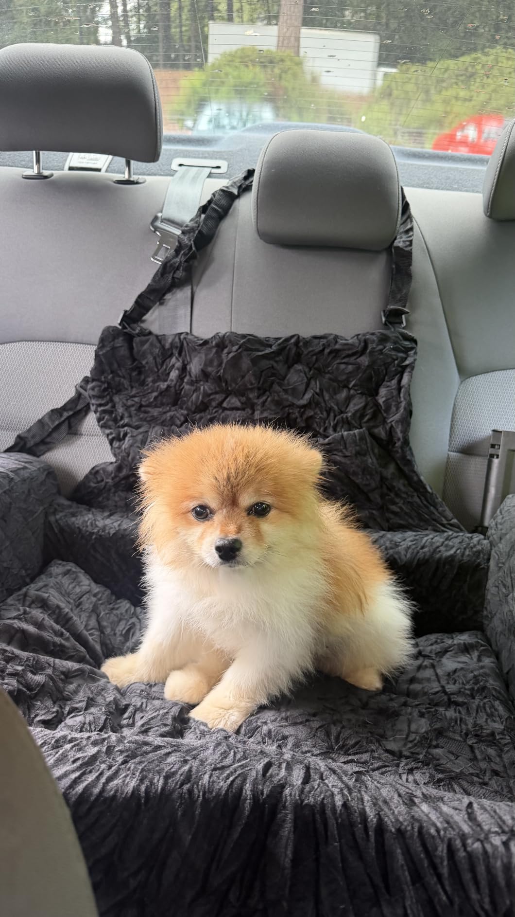Dog Car Seat for Medium/Large Dogs up to 60LBS Memory Foam Dog Booster Seat customer photo 2