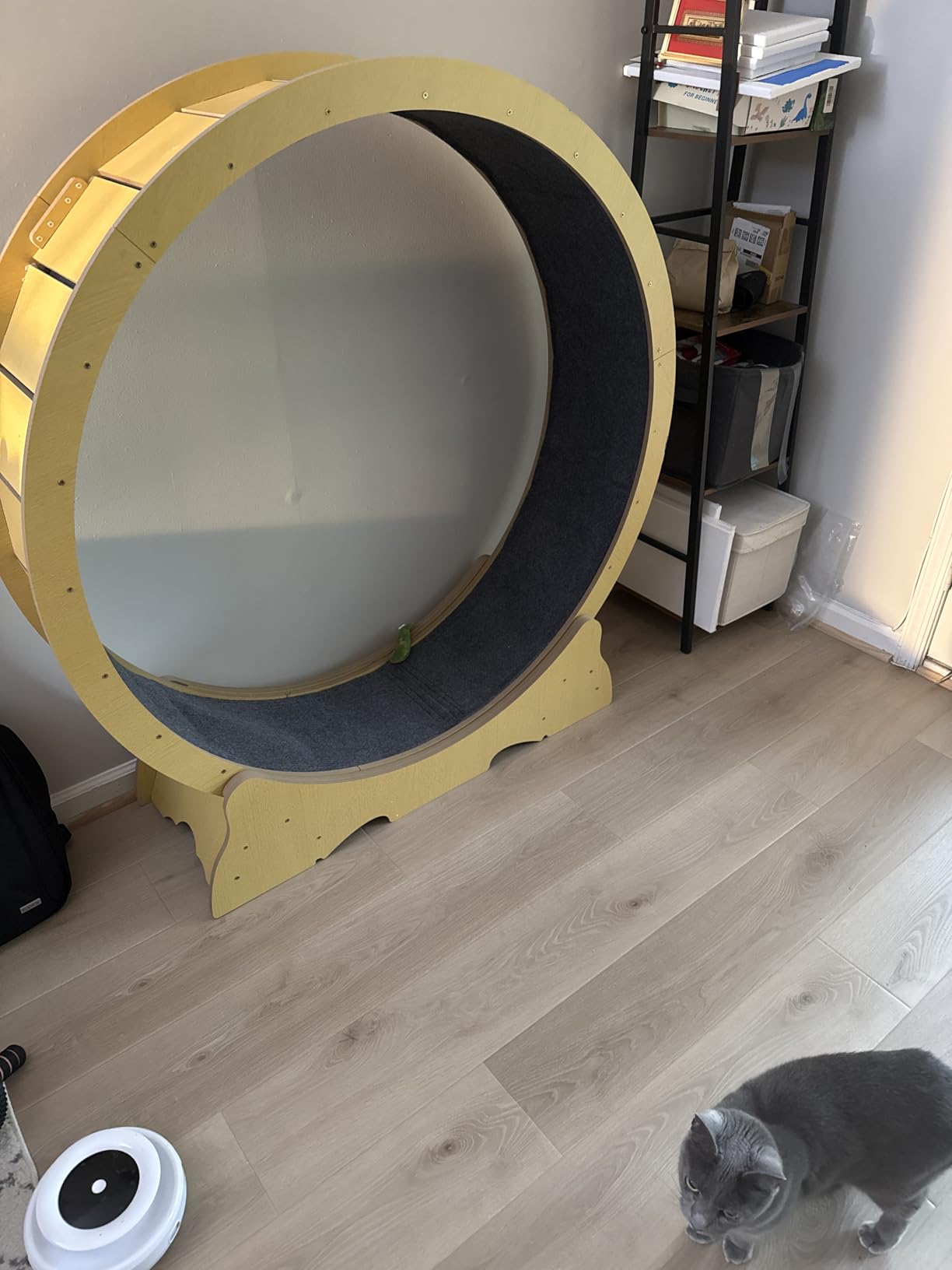Cat Wheel for Indoor Cats, 48 Inch Diameter Exercise Running Wheel | Enhanced Base, Safety Lock, Quiet, For Cat's Longer Life Fitness, Wide Surface, Low-Entry Design, Easy Assembly, Natural Wood customer photo 1