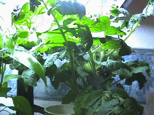 AeroGarden 2101-00S Classic 7-Pod with Gourmet Herb Seed Kit, Silver customer photo 1