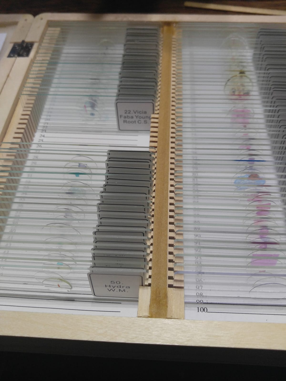 Celestron Prepared Microscope Slides, 25-Piece Specimen Collection customer photo 1