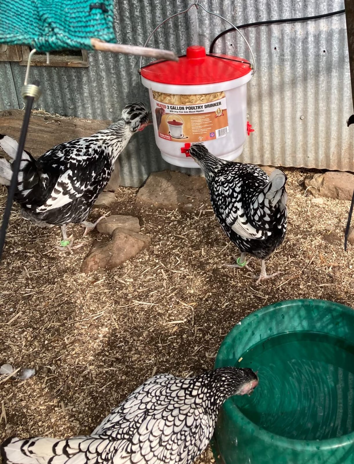 Farm Innovators HB-60P Thermostatically Controlled Heated 2 Gallon Plastic Outdoor Year Round Poultry Chicken Water Bucket Drinker, White/Red | Thermostatically controlled to keep water from freezing, side mounted drip-free/freeze-free nipples for up to 15 chickens customer photo 1