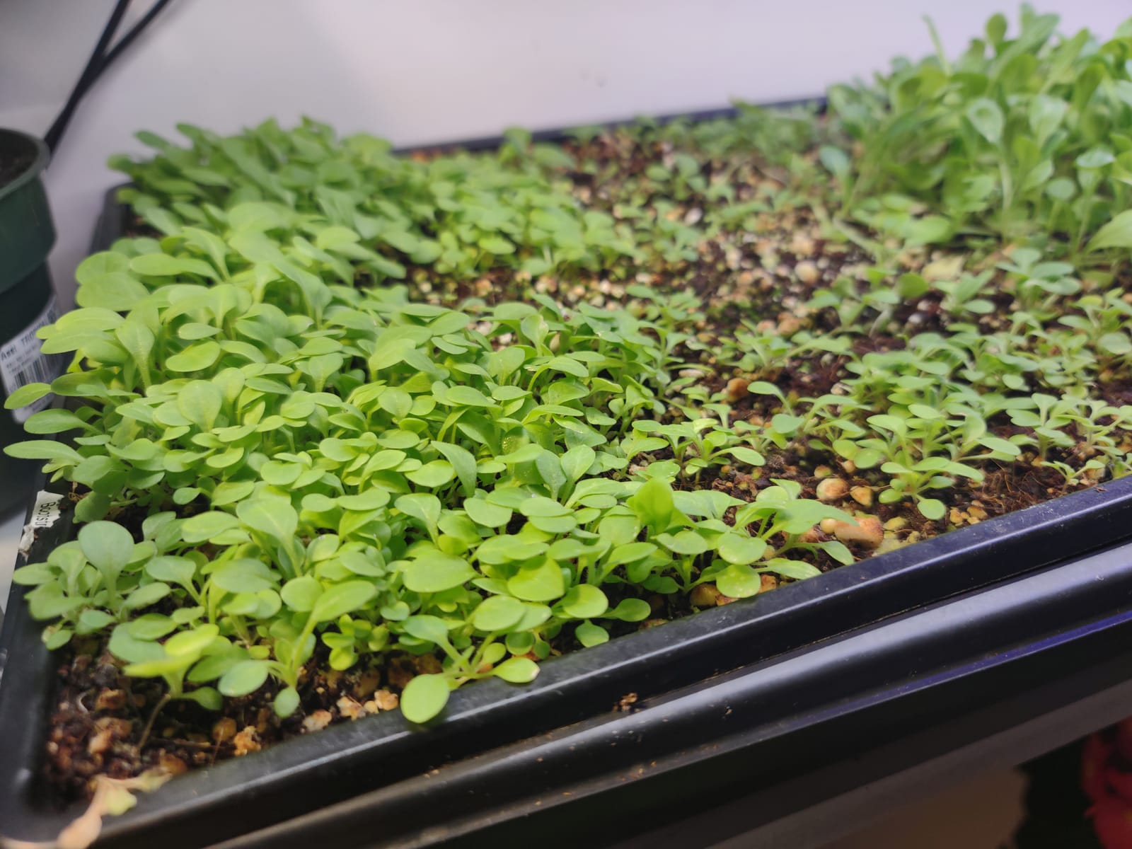 Bootstrap Farmer Microgreen Mesh 1.25
