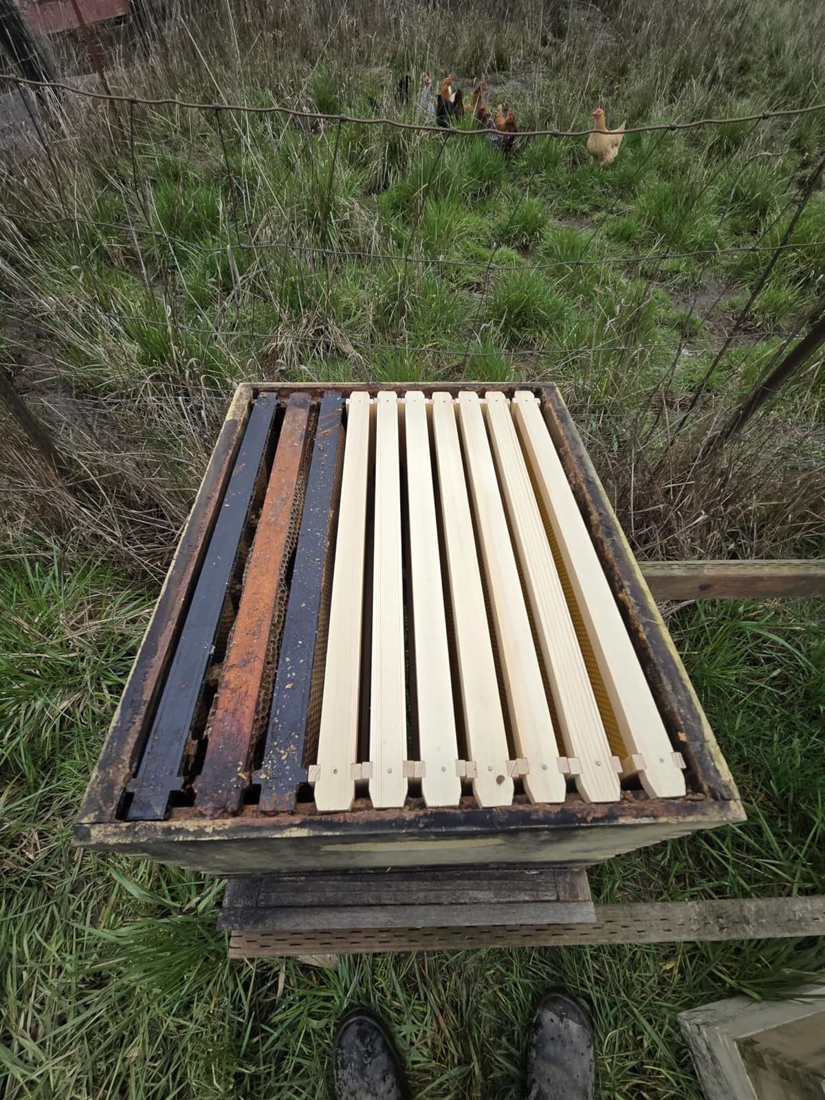 MayBee 10 Pack Beehive Frames with Wax Foundations for Deep Box customer photo 1